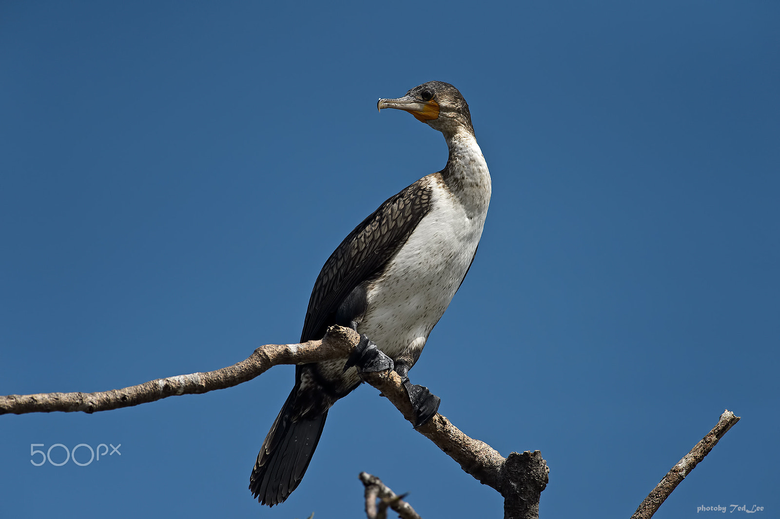 Nikon D4 sample photo. Long tailed cormorant or reed cormorant (phalacrocorax africanus) act photography