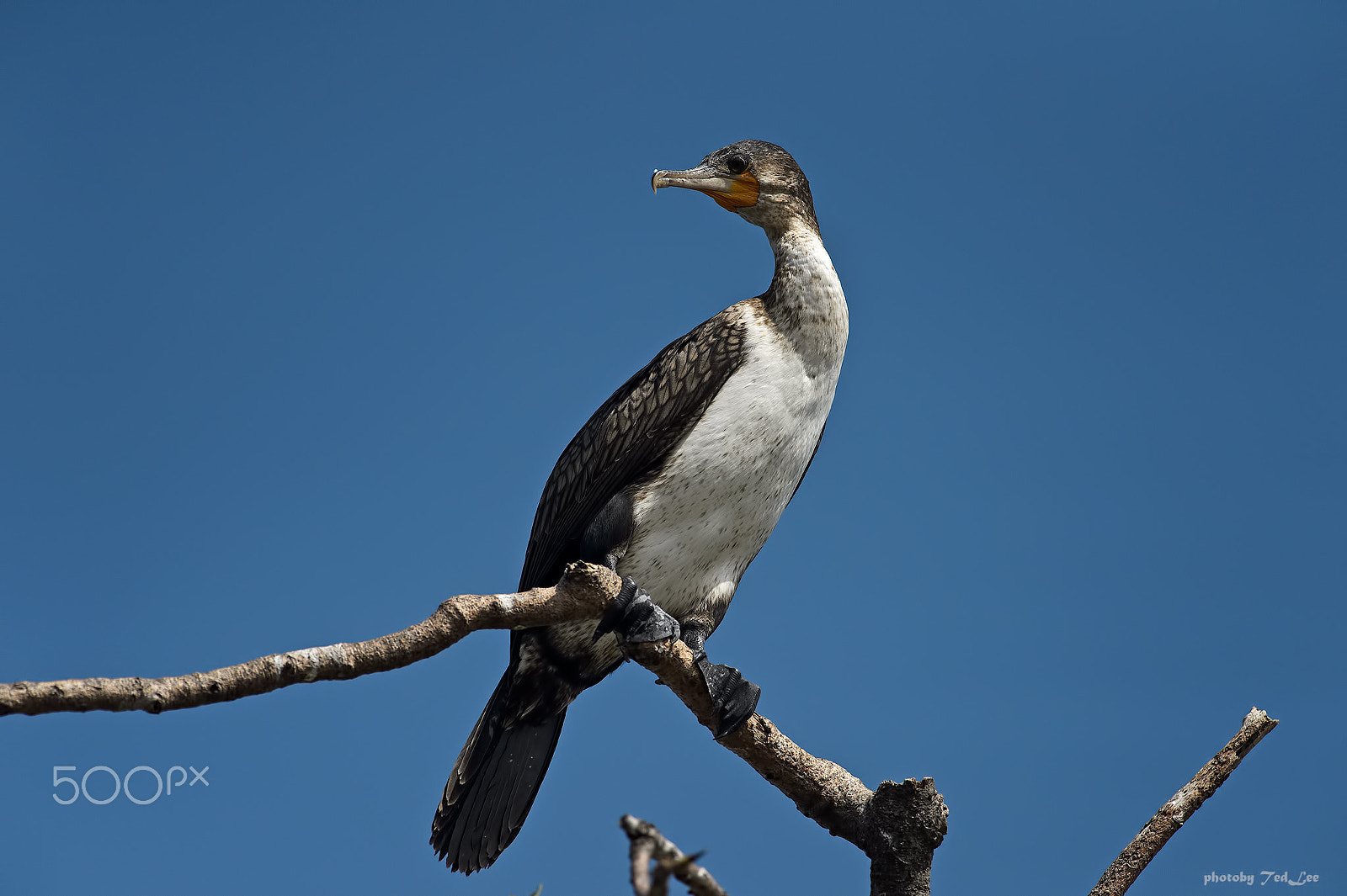 Nikon D4 + Nikon AF-S Nikkor 300mm F4D ED-IF sample photo. Long tailed cormorant or reed cormorant (phalacrocorax africanus) act photography