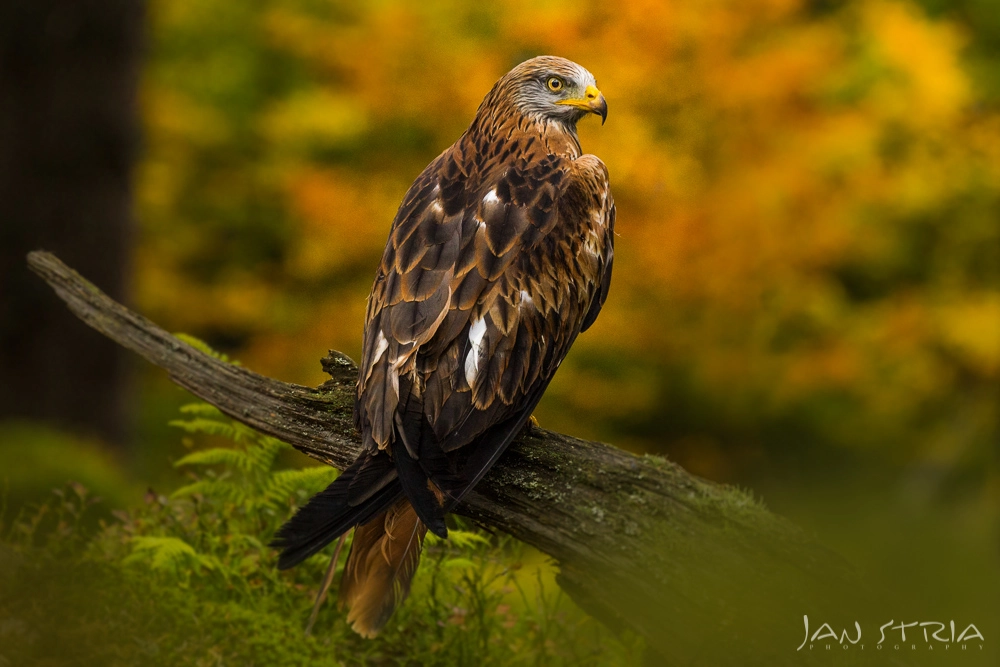 Canon EF 70-300mm F4-5.6L IS USM sample photo. Hunter photography