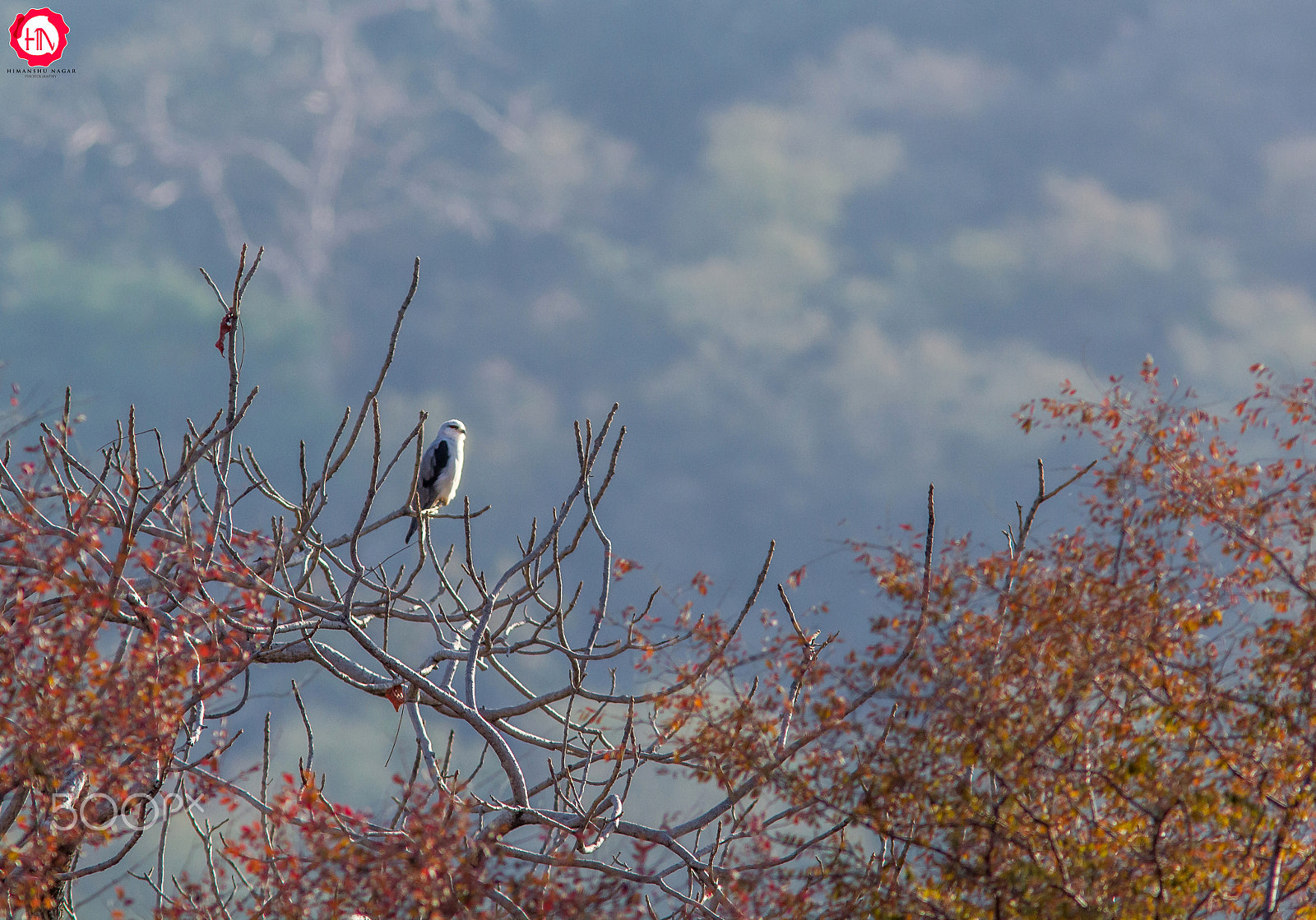 Canon EF 300mm F4L IS USM sample photo. My habitat photography