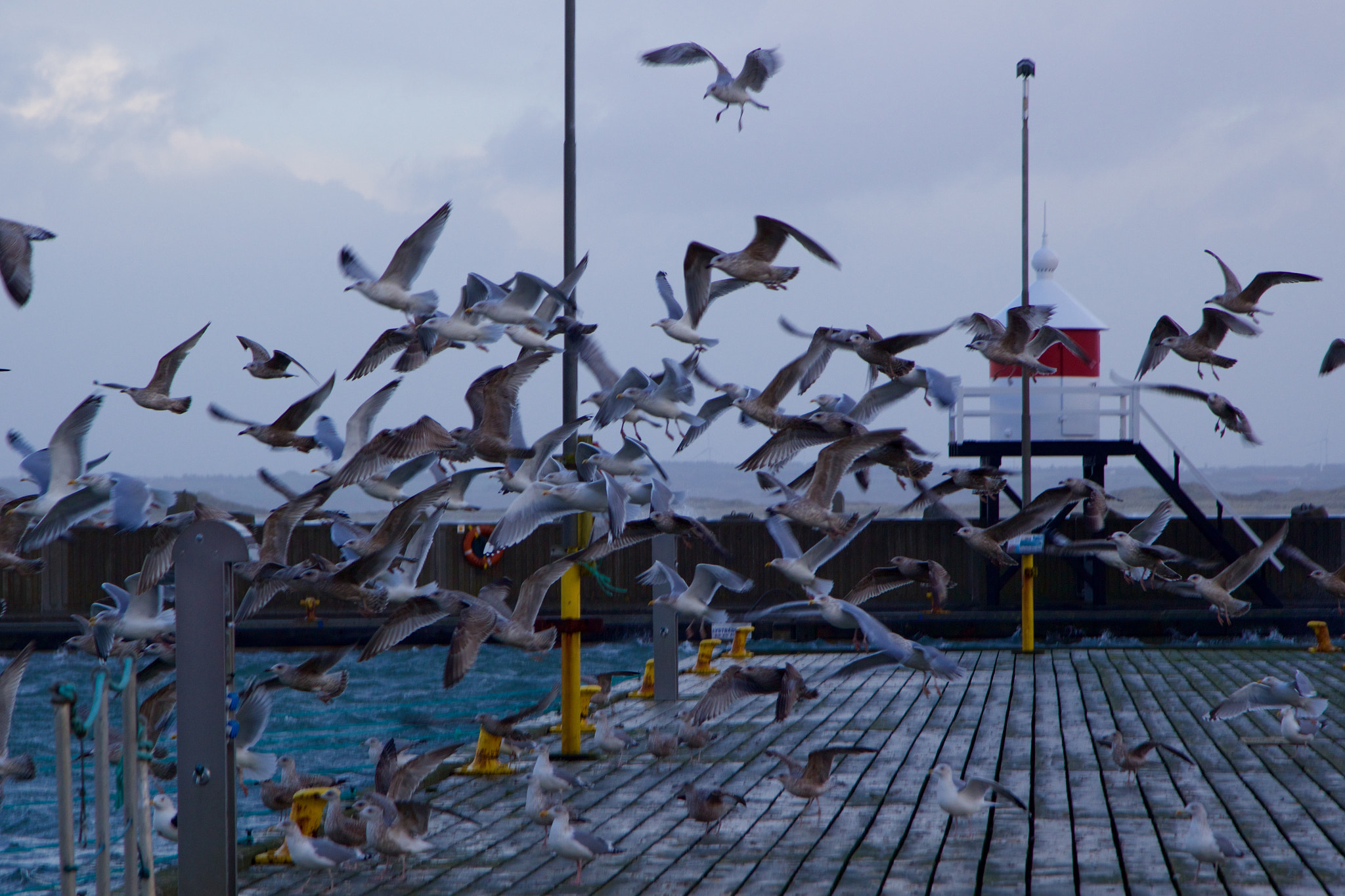 Canon EOS 100D (EOS Rebel SL1 / EOS Kiss X7) + Canon EF 24-105mm F4L IS USM sample photo. Seagulls leaving the town... photography