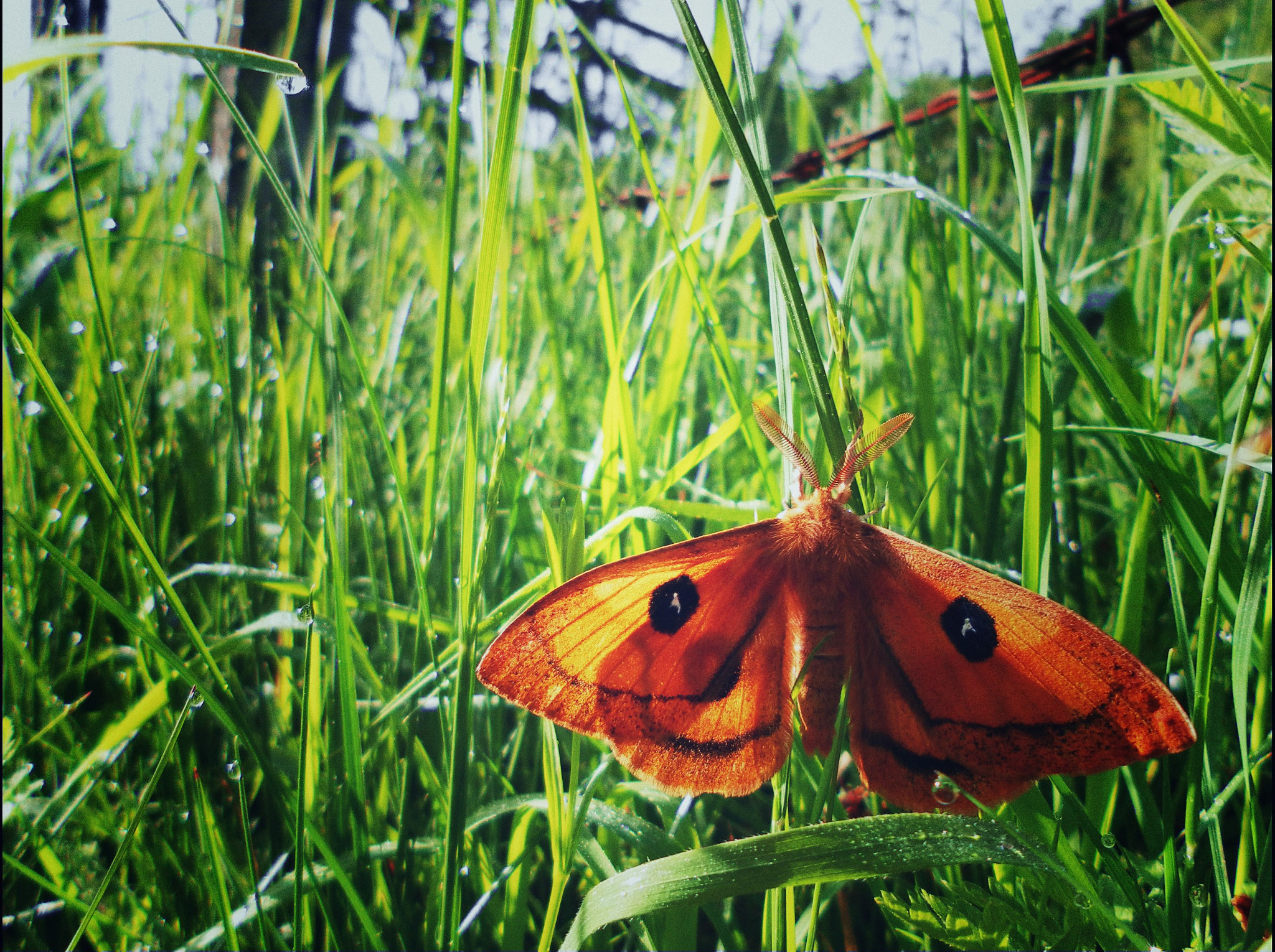 Samsung ST60 / VLUU ST60 /  TL105 /  ST61 sample photo. Butterfly photography