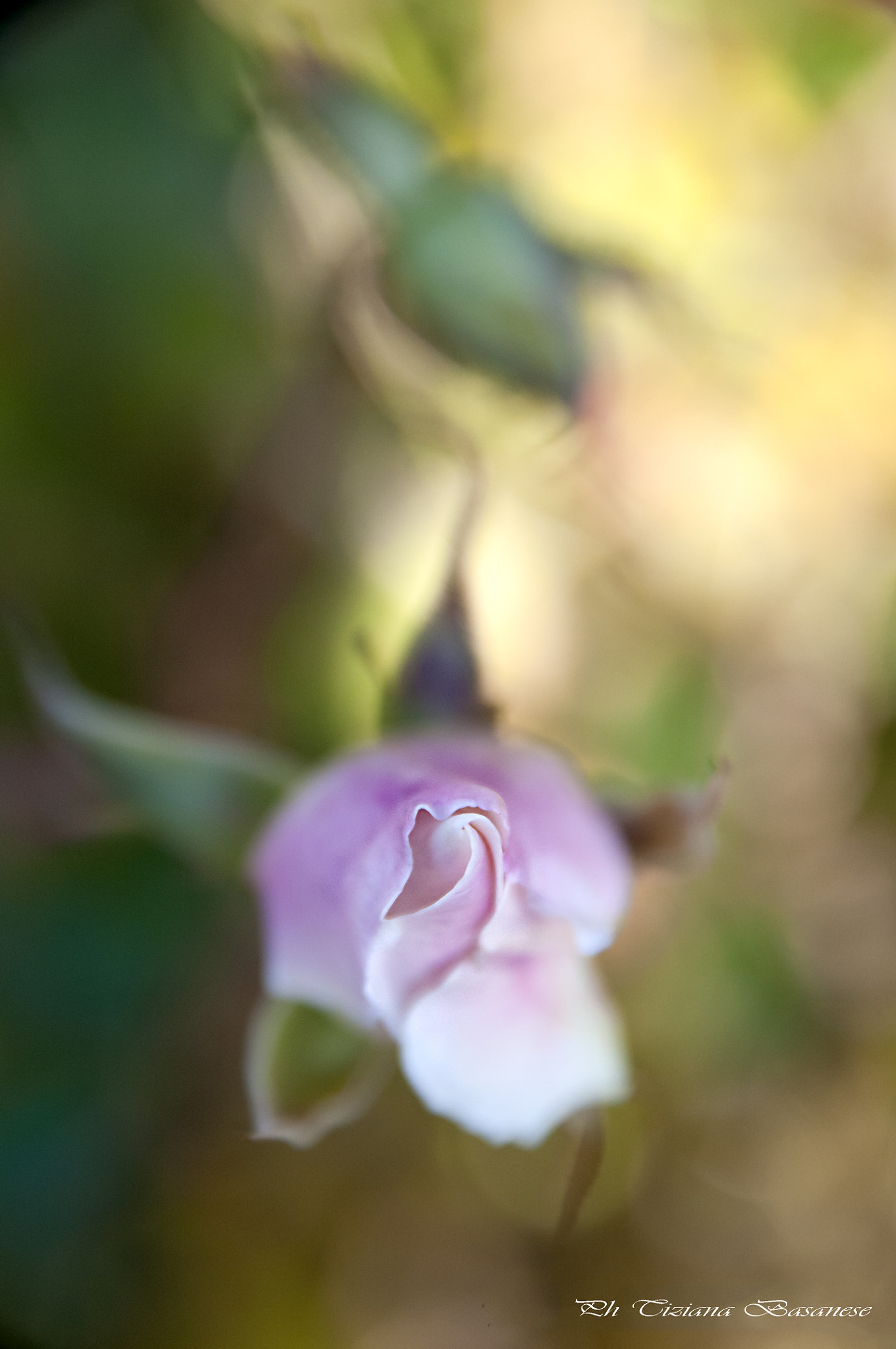 Sigma 17-70mm F2.8-4 DC Macro OS HSM | C sample photo