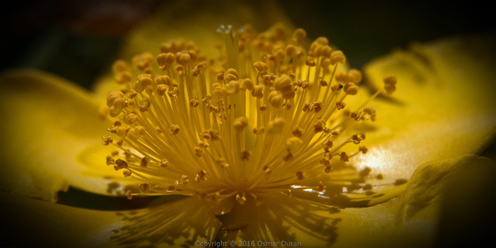 Nikon D200 sample photo. Intensely yellow photography