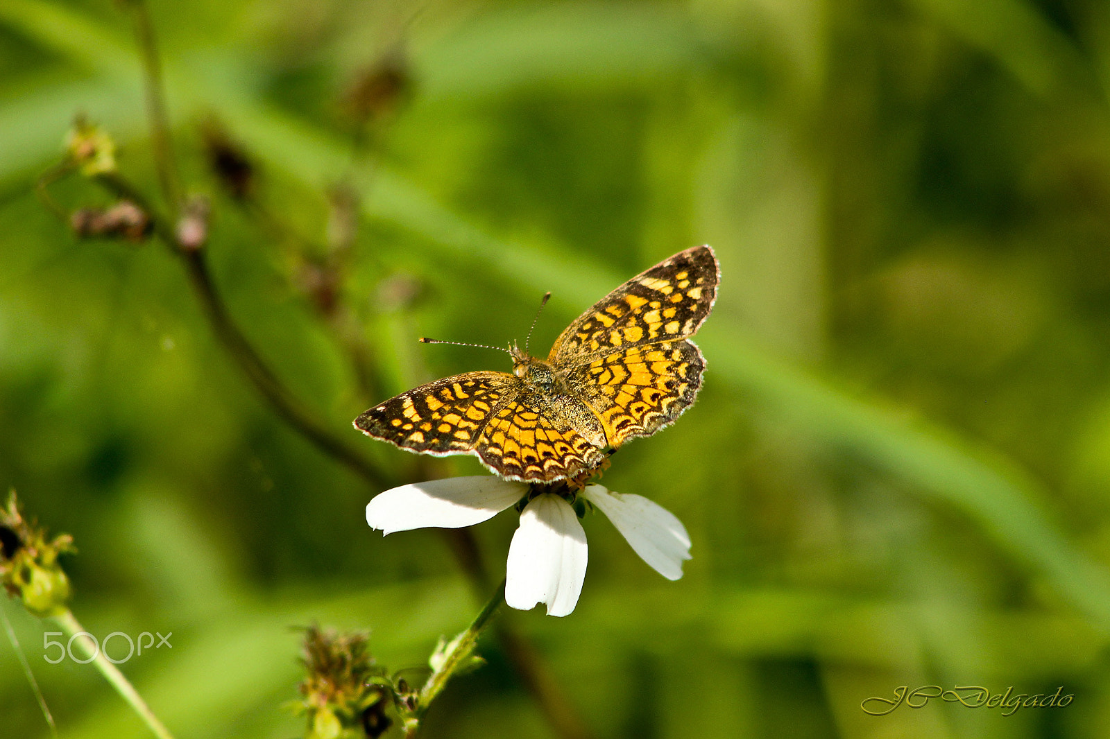 Canon EF 75-300mm f/4-5.6 USM sample photo. Little butterfly photography