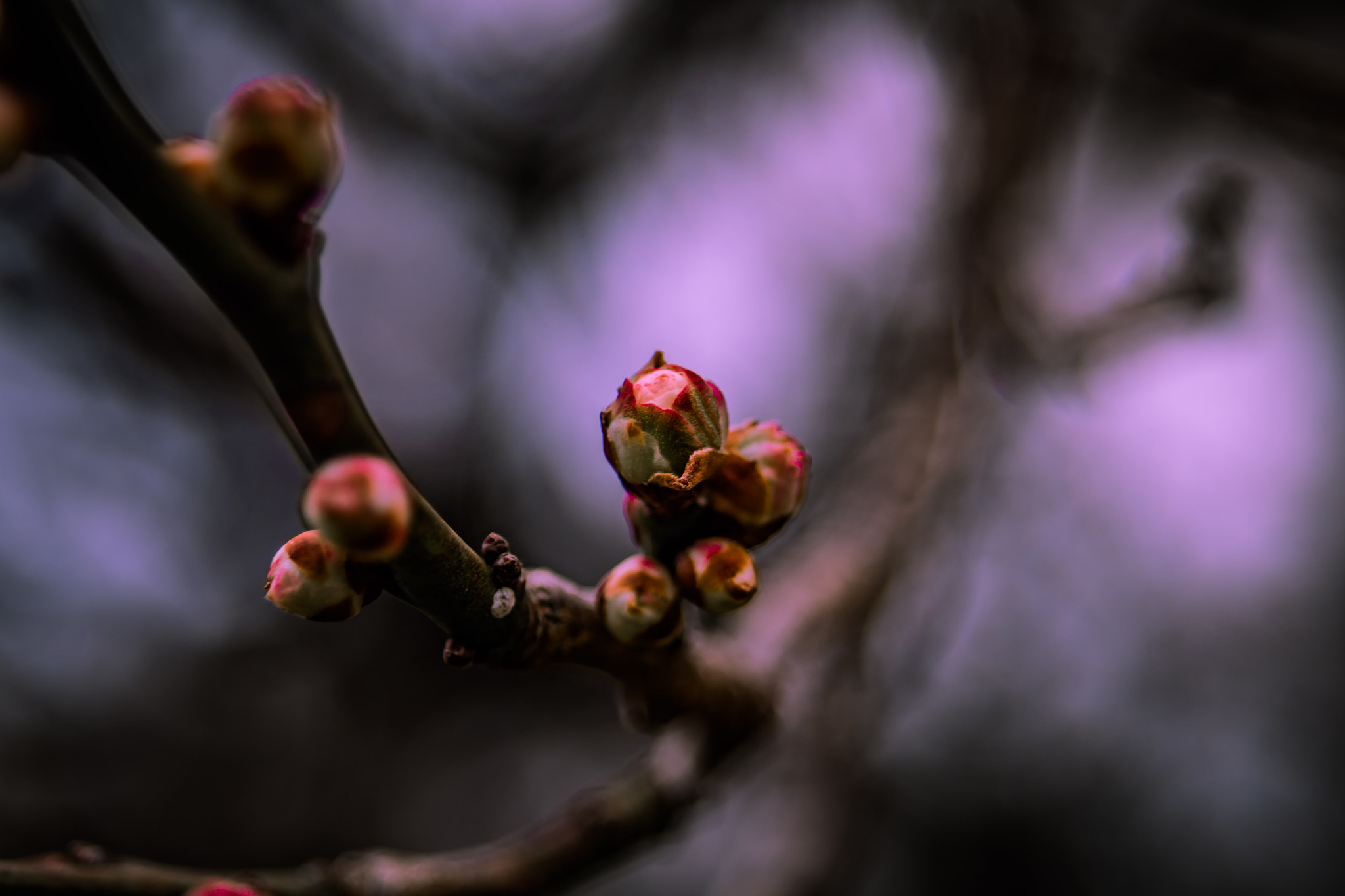 smc PENTAX-F 35-80mm F4-5.6 sample photo. Early winter photography