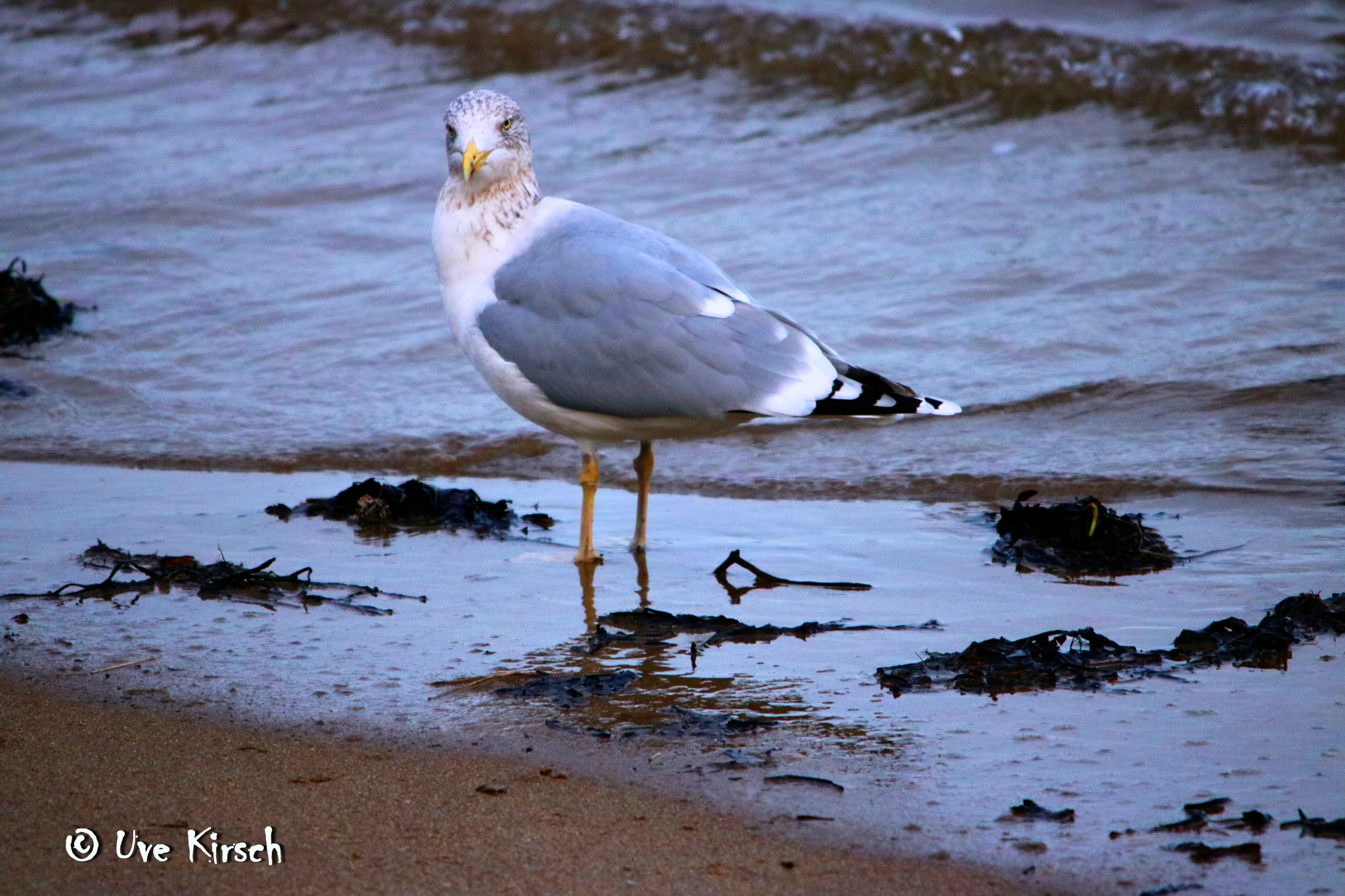 Canon EOS 760D (EOS Rebel T6s / EOS 8000D) + Sigma 150-500mm F5-6.3 DG OS HSM sample photo. Herring gull photography