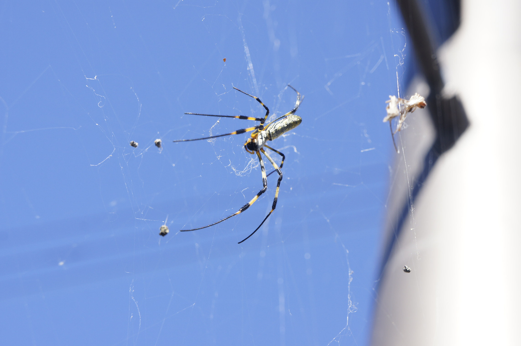 Sony E 18-55mm F3.5-5.6 OSS sample photo. Spider photography