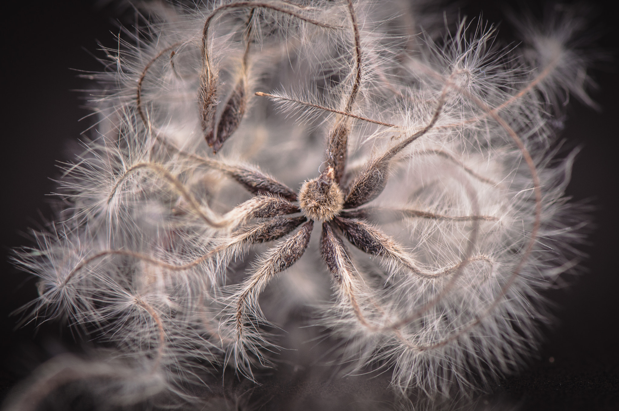 Nikon AF-S Micro-Nikkor 105mm F2.8G IF-ED VR sample photo. Shaggy star. Волохата зірка. photography