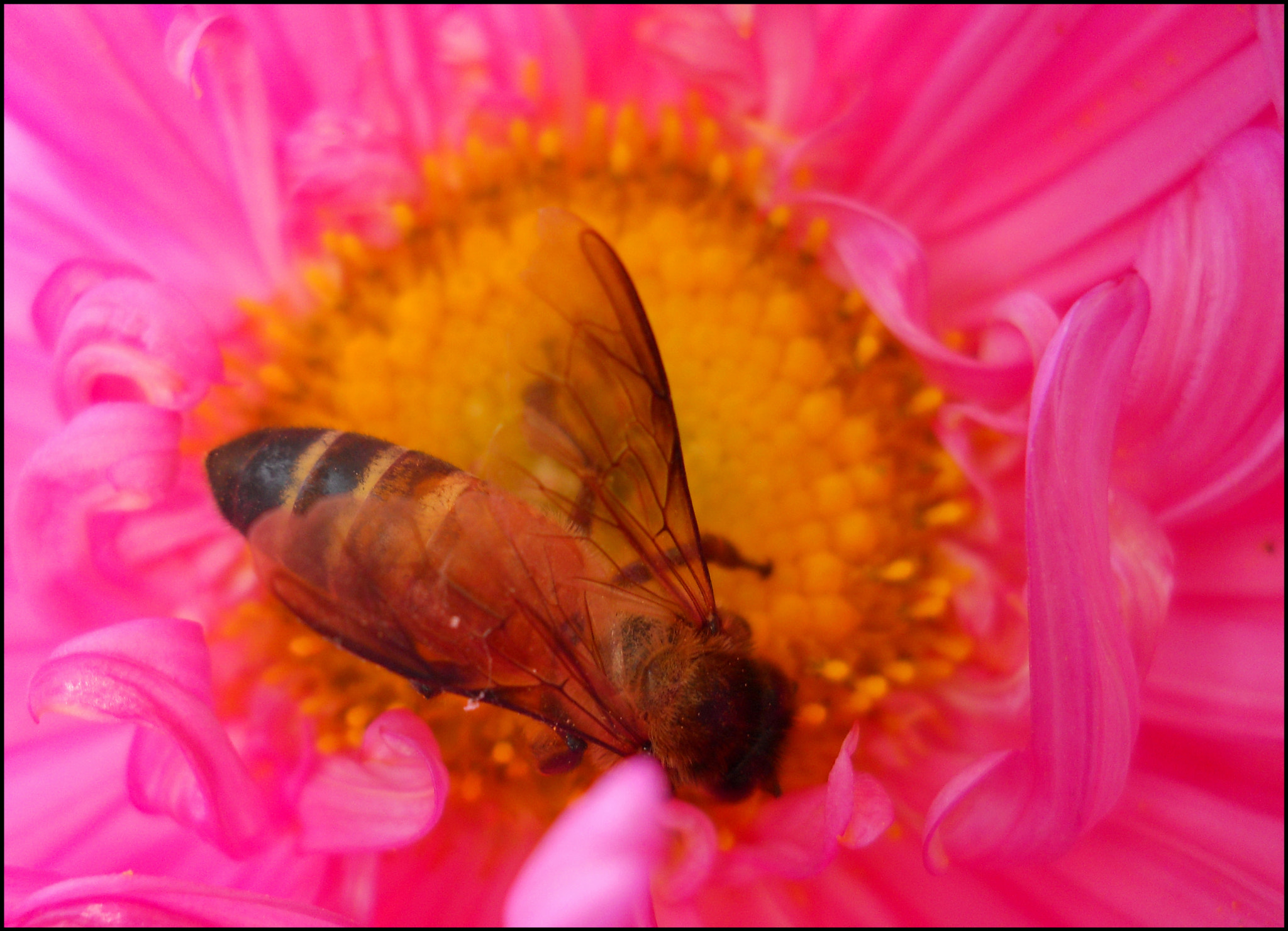 Nikon Coolpix L22 sample photo. Honey bee photography