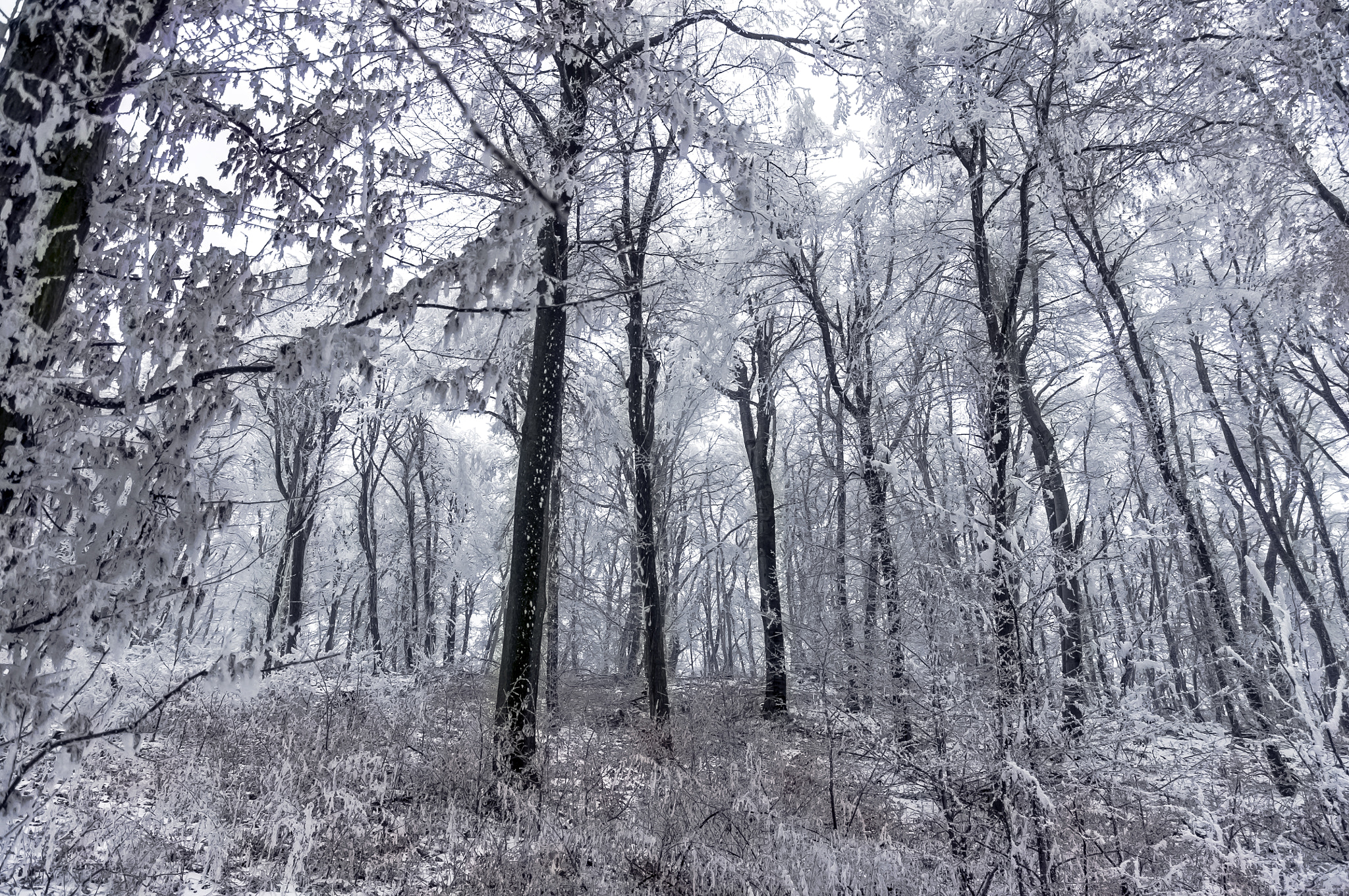 Pentax K-x sample photo. Snowy forest photography
