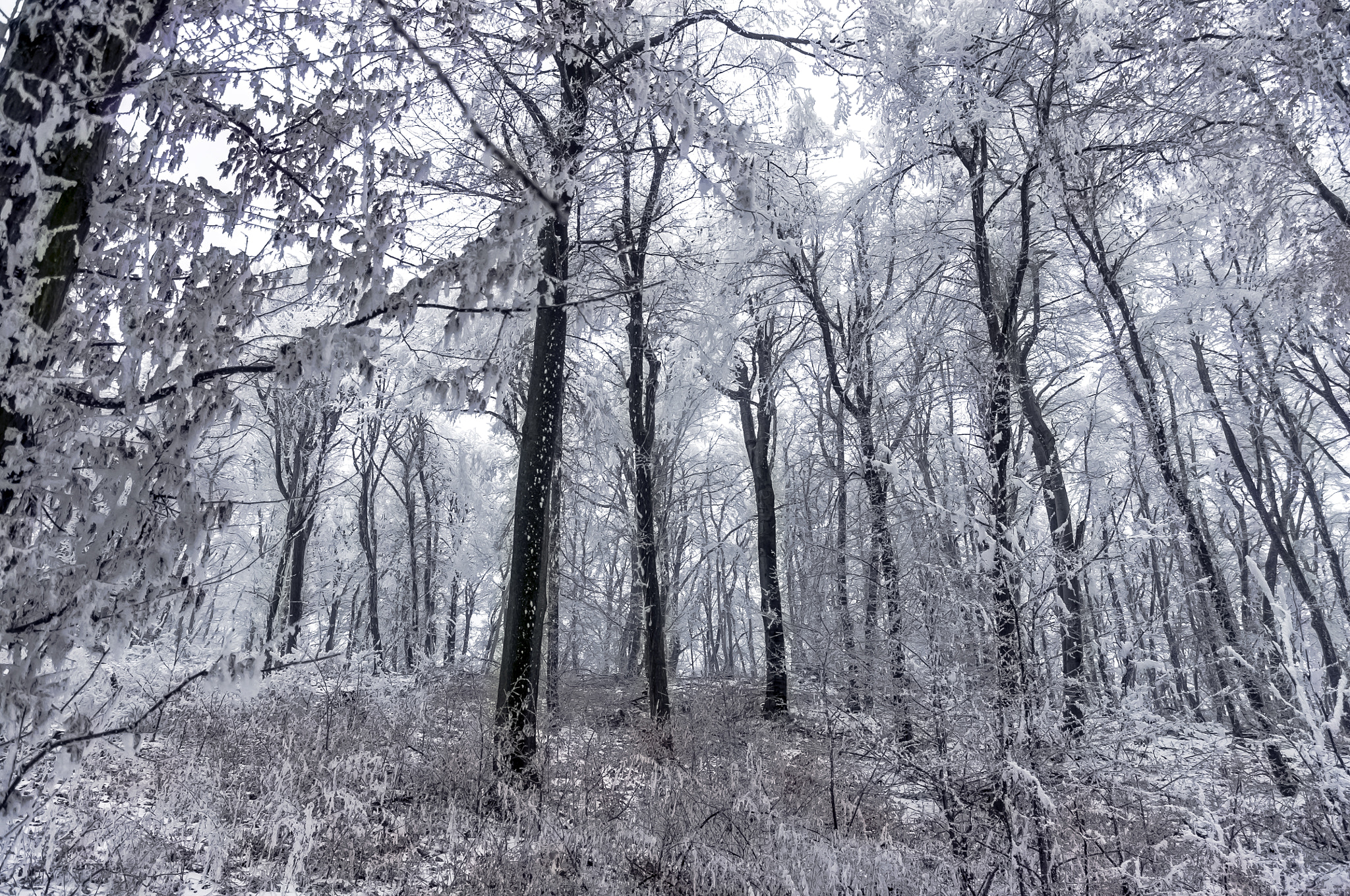 Pentax smc DA 17-70mm F4.0 AL (IF) SDM sample photo. Snowy forest photography