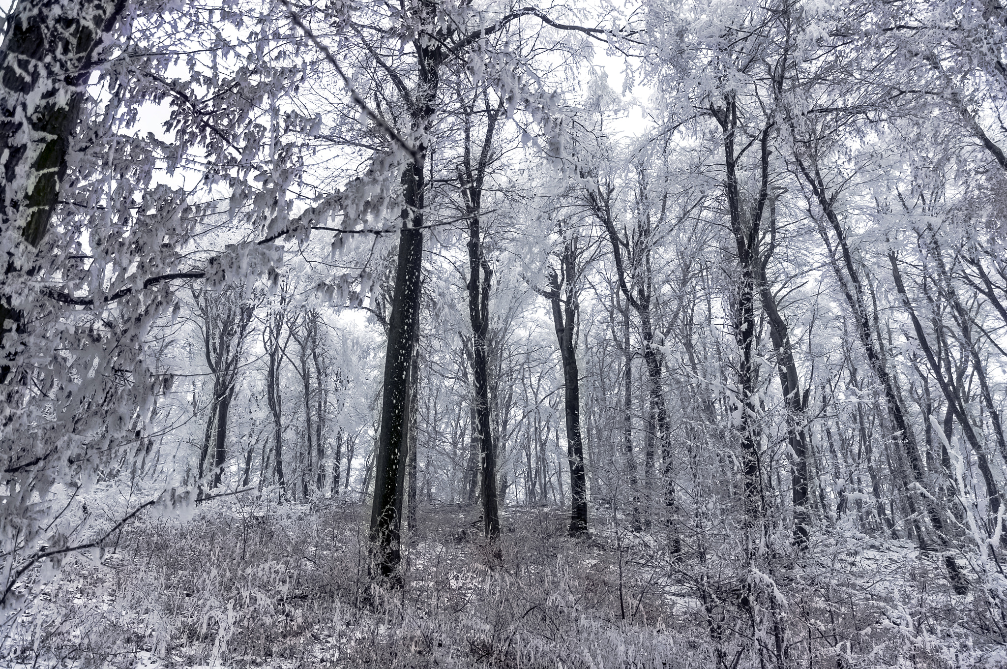 Pentax K-x + Pentax smc DA 17-70mm F4.0 AL (IF) SDM sample photo. Snowy forest photography