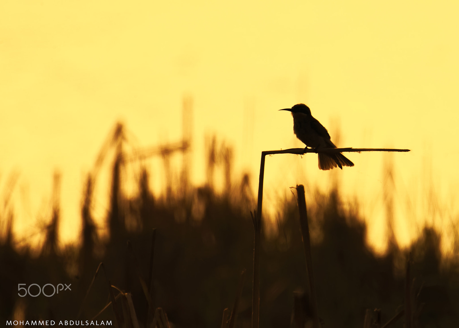 Nikon D610 + Sigma 50mm F2.8 EX DG Macro sample photo. Bird photography