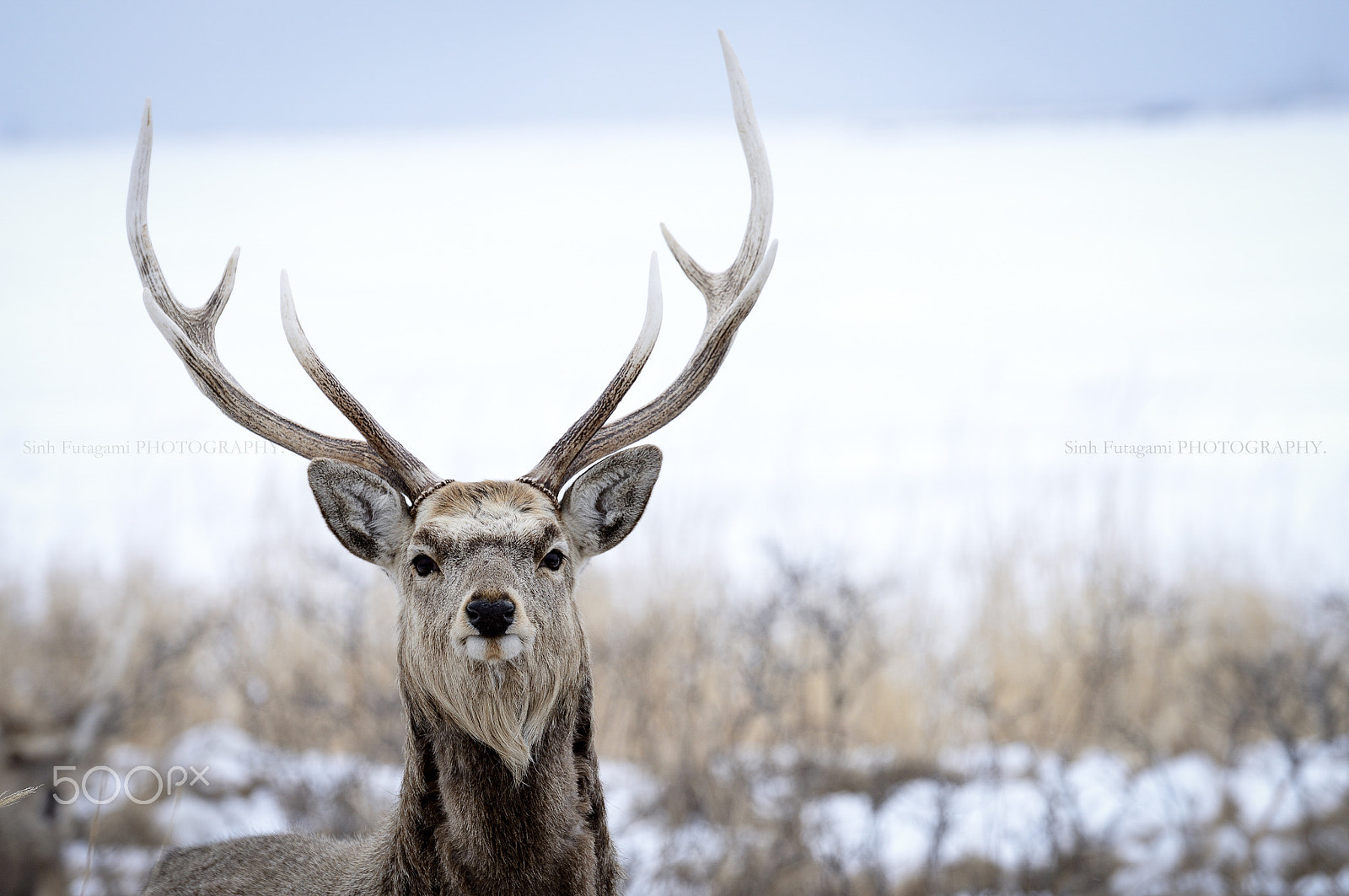 Nikon D800E sample photo. Survived. photography