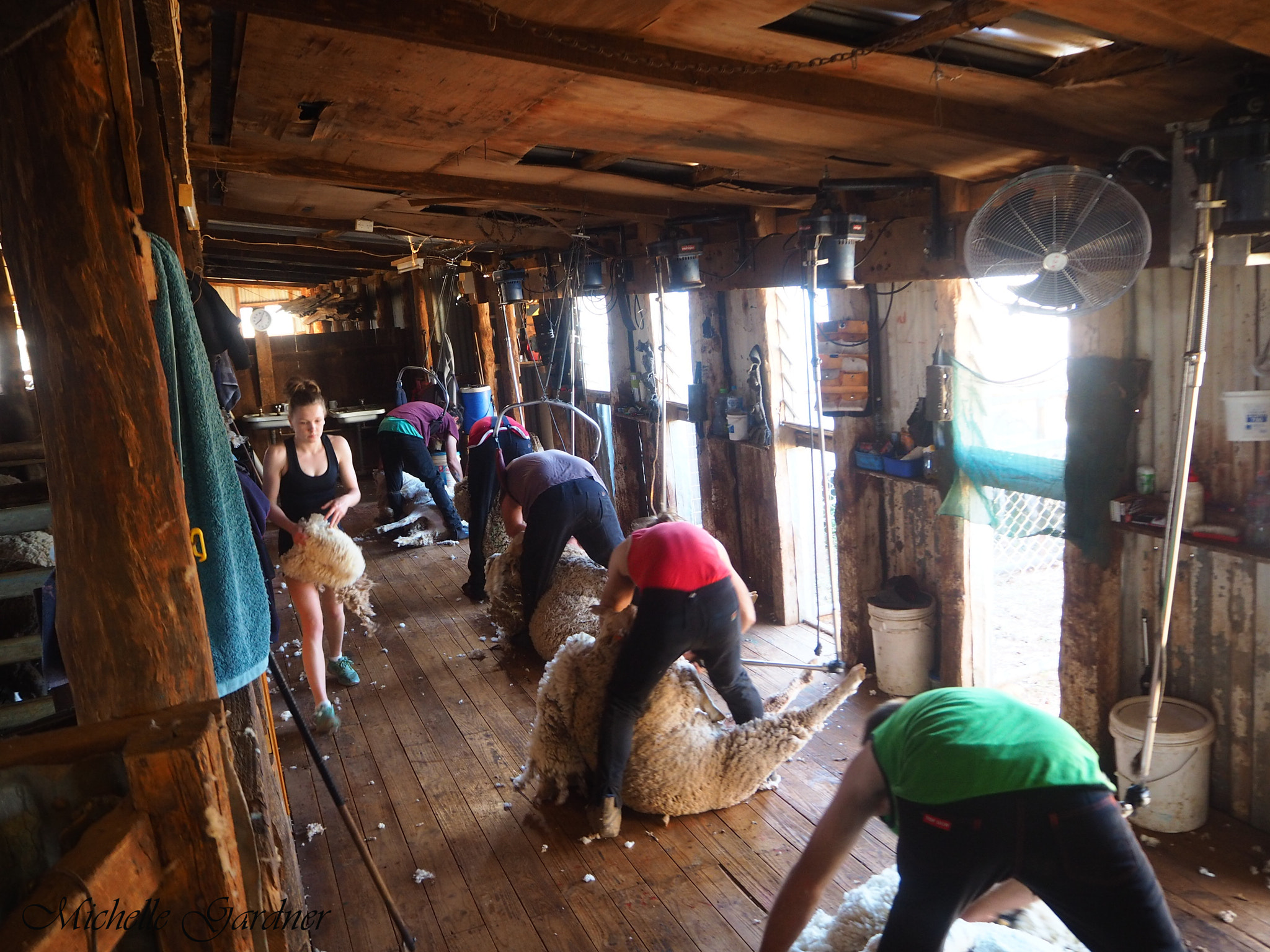 Olympus OM-D E-M10 + Olympus M.Zuiko Digital ED 14-42mm F3.5-5.6 EZ sample photo. The shearing shed - where the action is photography