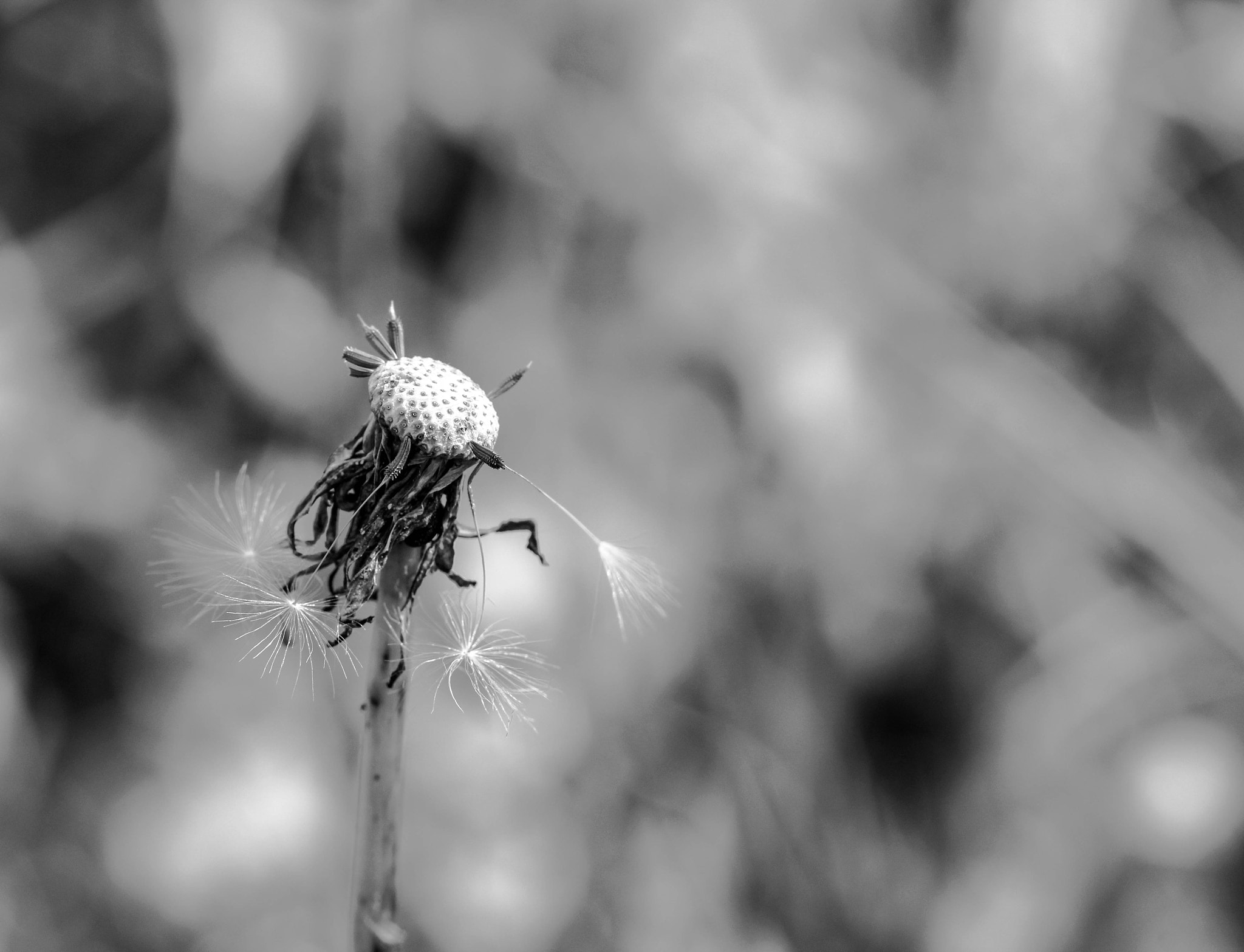 Canon EF 100mm F2.8 Macro USM sample photo. Black&white photography