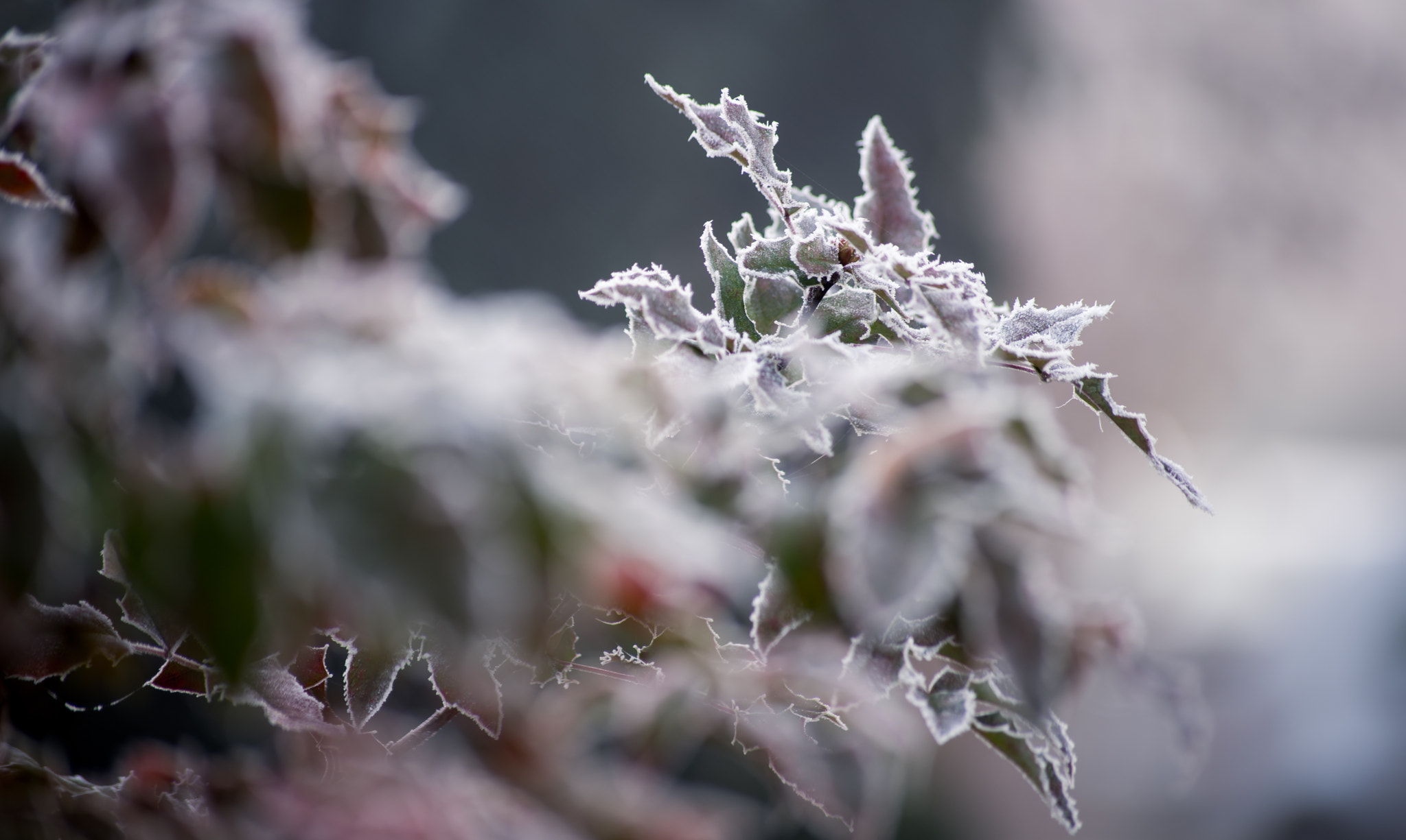 Sigma 70-300mm F4-5.6 APO DG Macro sample photo. Eisblätter photography