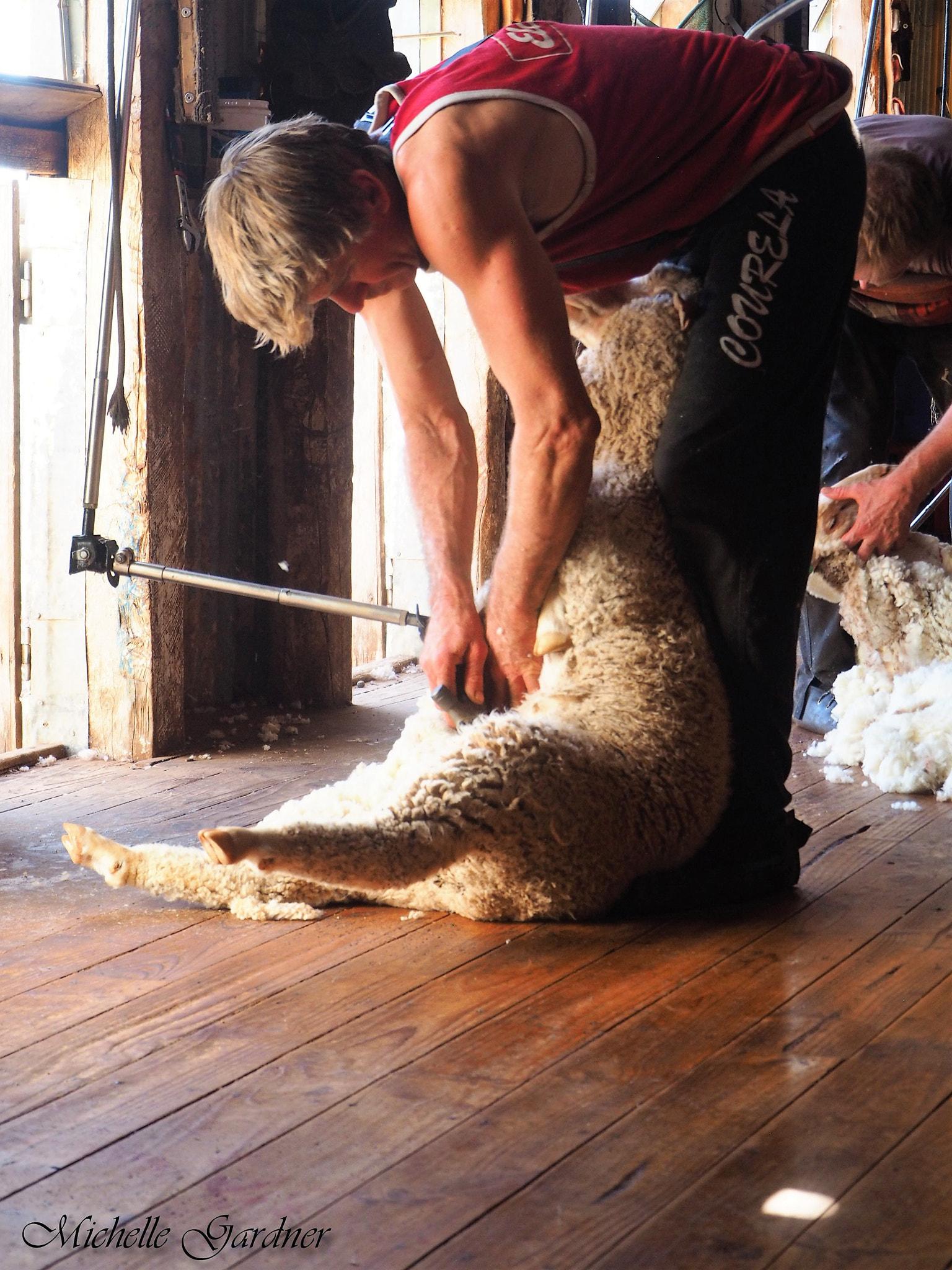 Olympus OM-D E-M10 + Olympus M.Zuiko Digital ED 14-42mm F3.5-5.6 EZ sample photo. The shearing shed - gentle hands photography