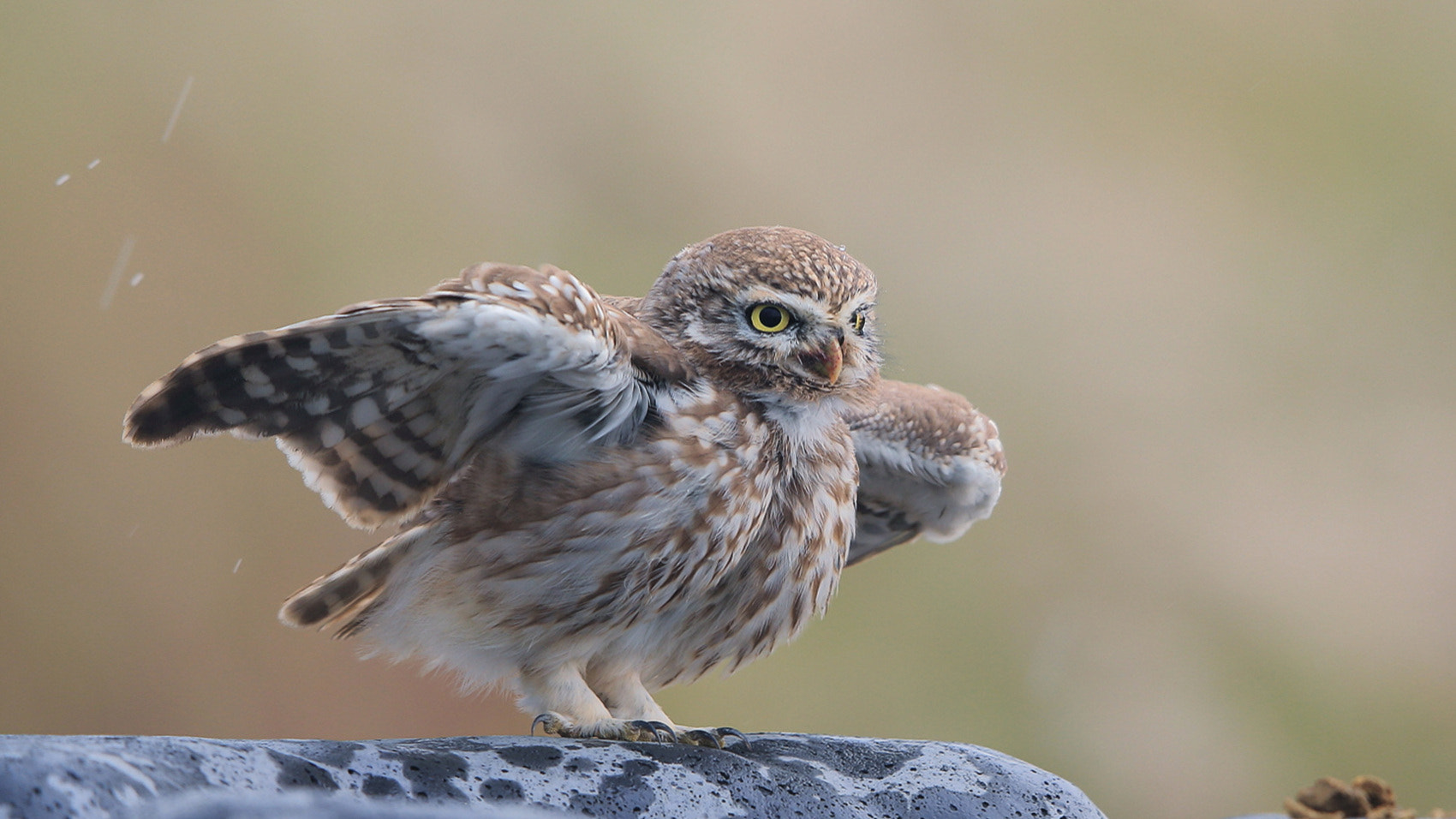 Canon EF 400mm F2.8L IS II USM sample photo. Little owl photography