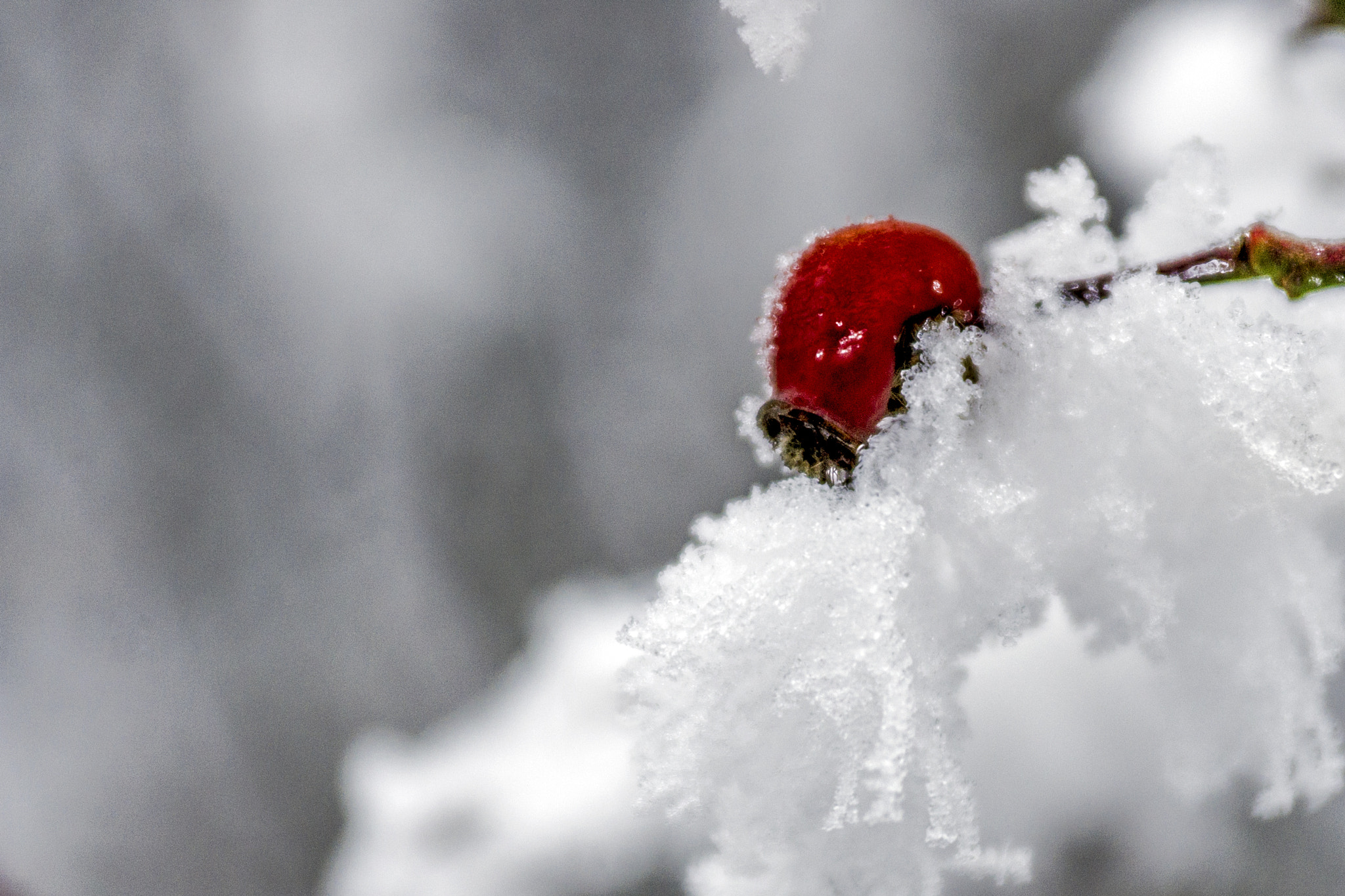 Pentax K-x sample photo. Red and white photography