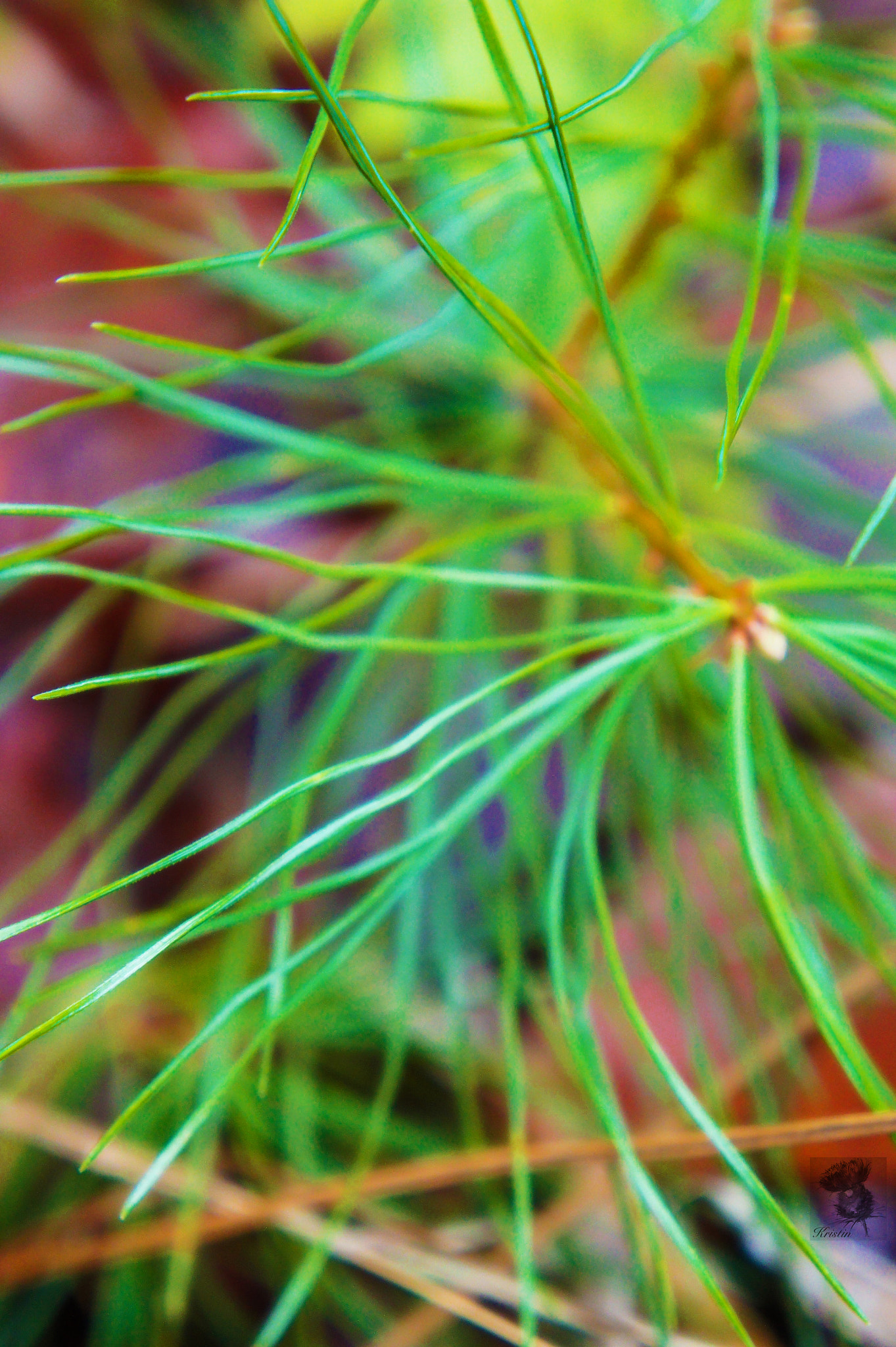 Sony Alpha NEX-3 sample photo. Evergreen photography