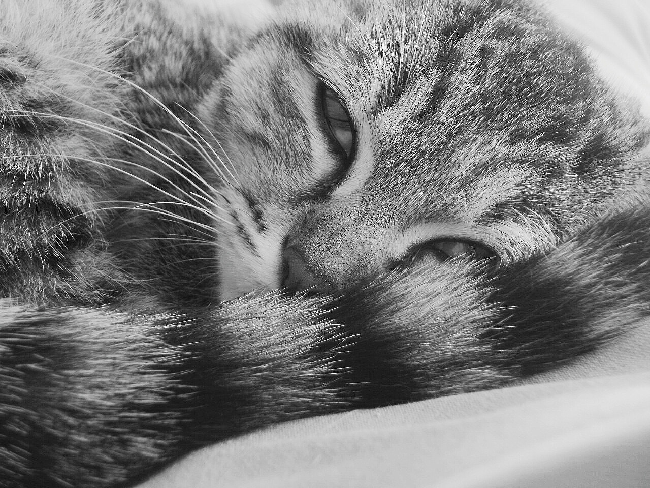 Olympus FE46,X41,X42 sample photo. Cat | 002/365 photography