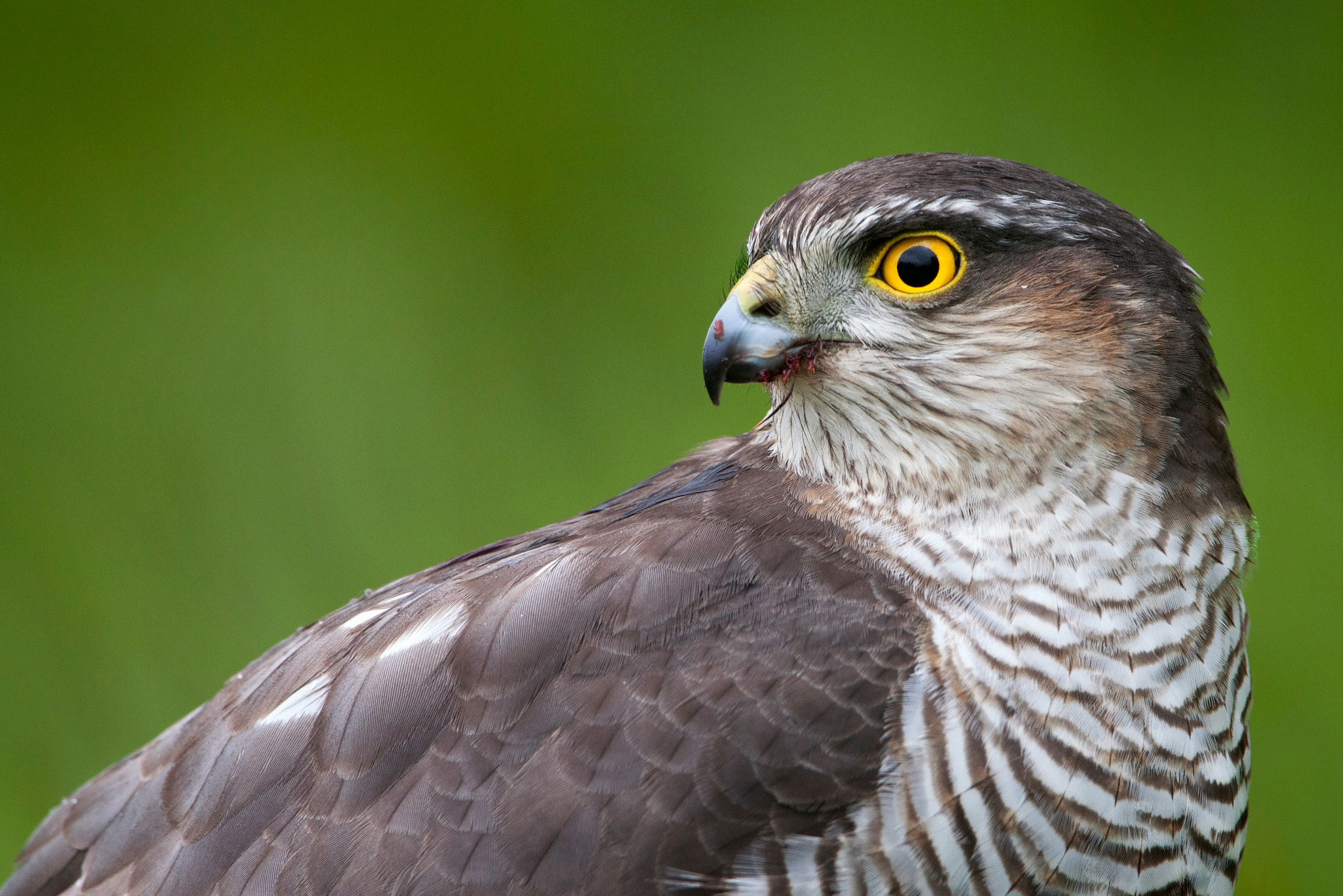 Canon EF 500mm F4L IS USM sample photo. Eurasian sparrowhawk photography