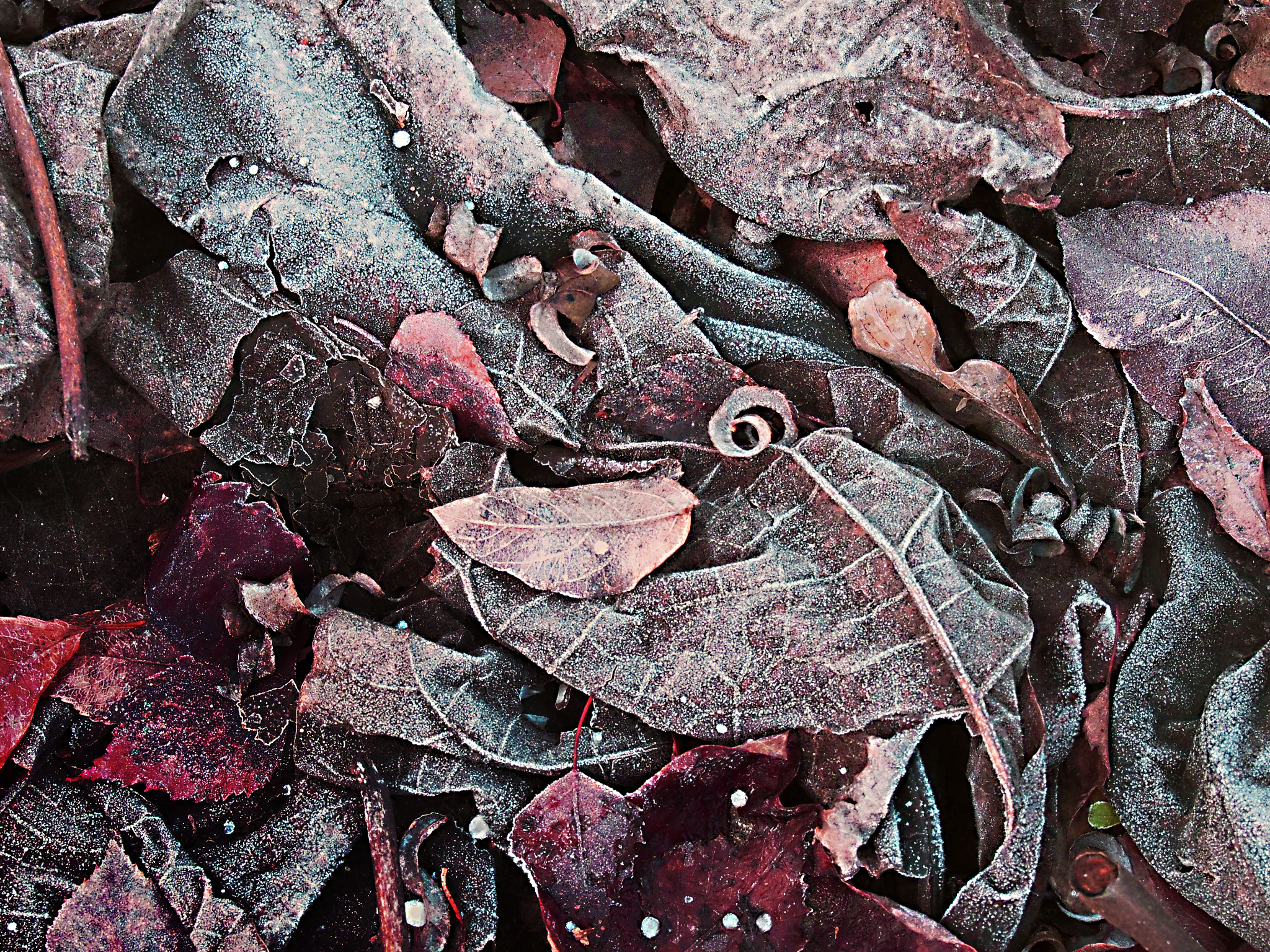 Olympus PEN E-PL5 sample photo. Fallen leaves winter morning photography