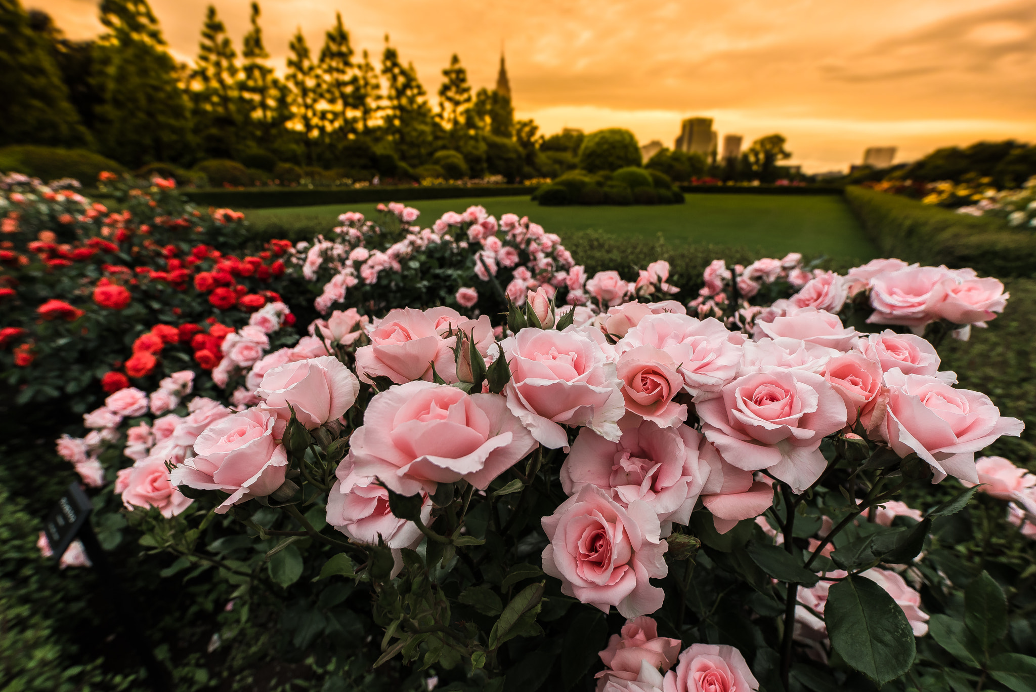 ZEISS Distagon T* 15mm F2.8 sample photo. Sunset roses photography