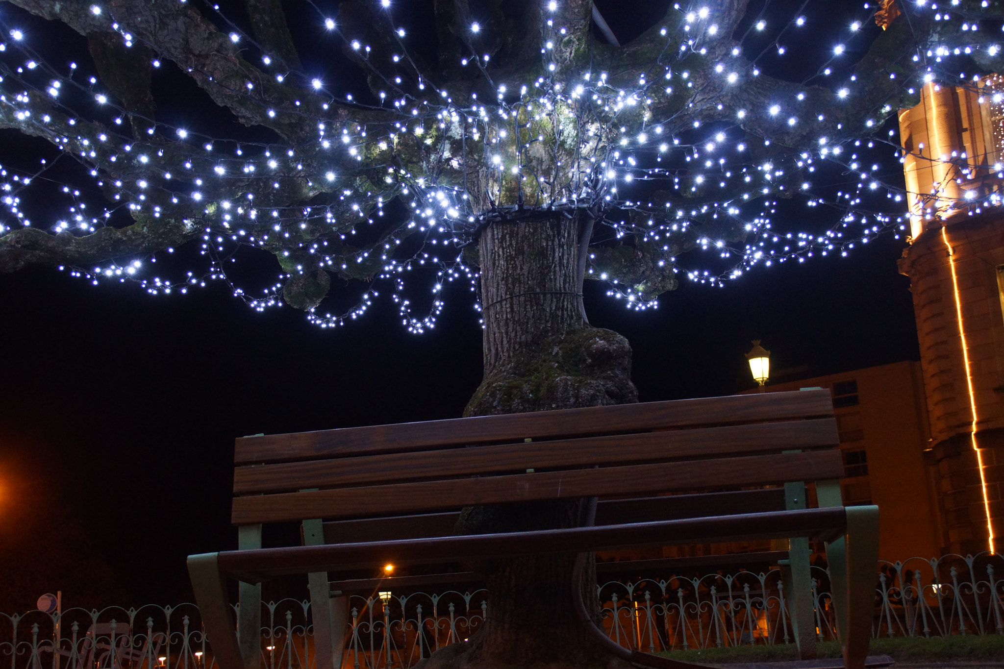 Sony SLT-A65 (SLT-A65V) sample photo. Under a tree by night photography