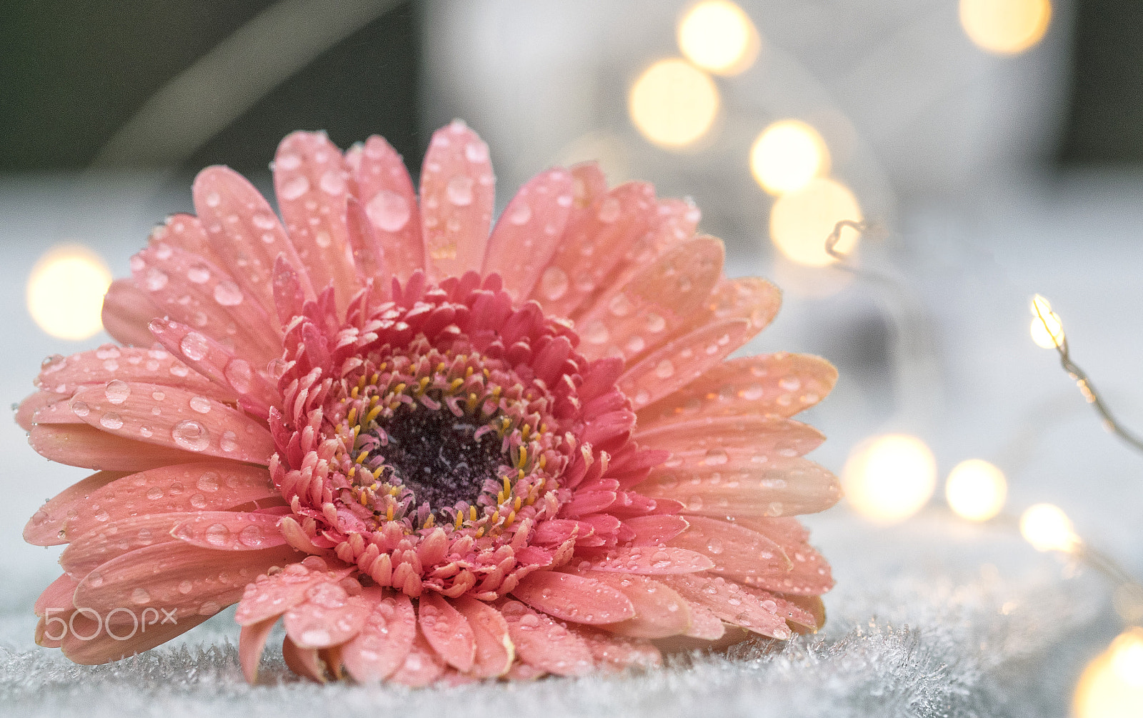 Sigma 105mm F2.8 EX DG OS HSM sample photo. Gerbera frost photography