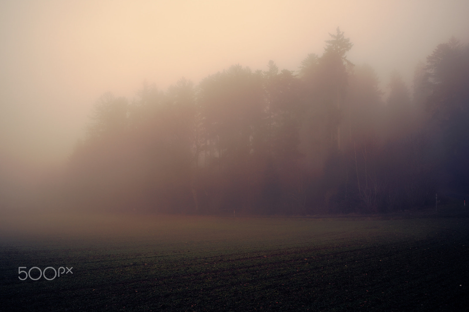 Sony a99 II sample photo. Foggy forest, 22-12-2016 (#5) photography