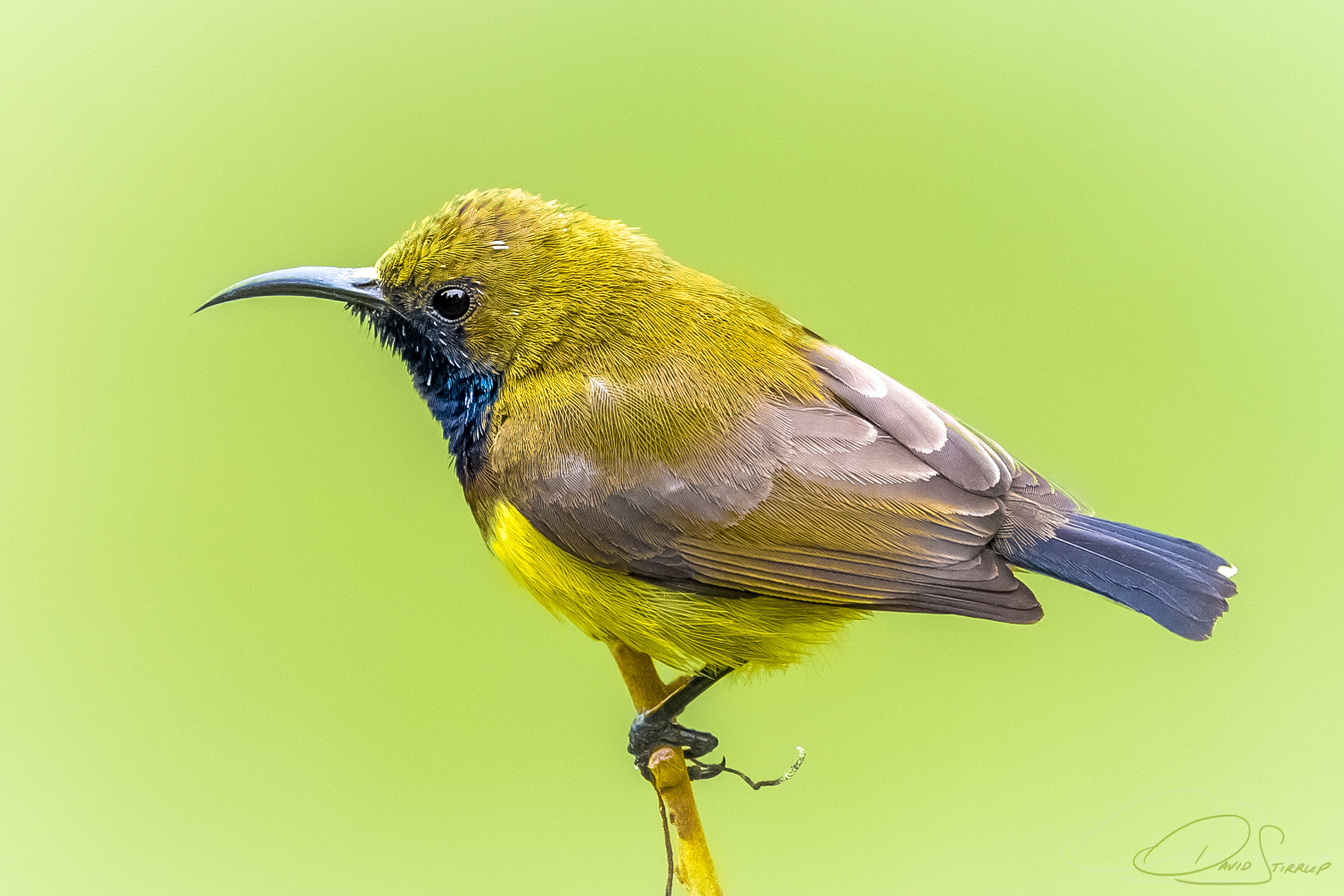 Nikon AF-S Nikkor 500mm F4E FL ED VR sample photo. Off at eleven photography