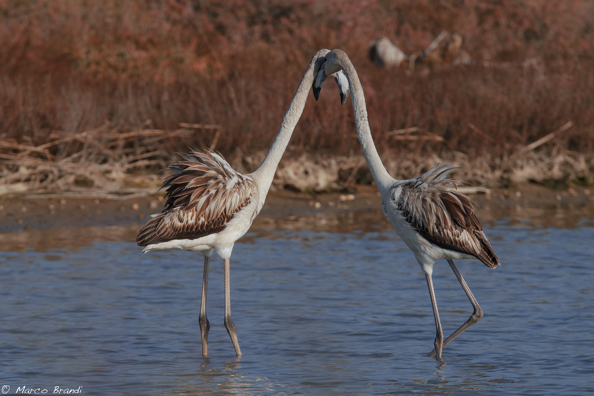 Sigma 150-600mm F5-6.3 DG OS HSM | S sample photo. Fenicotteri rosa giovani - young greater flamingo photography