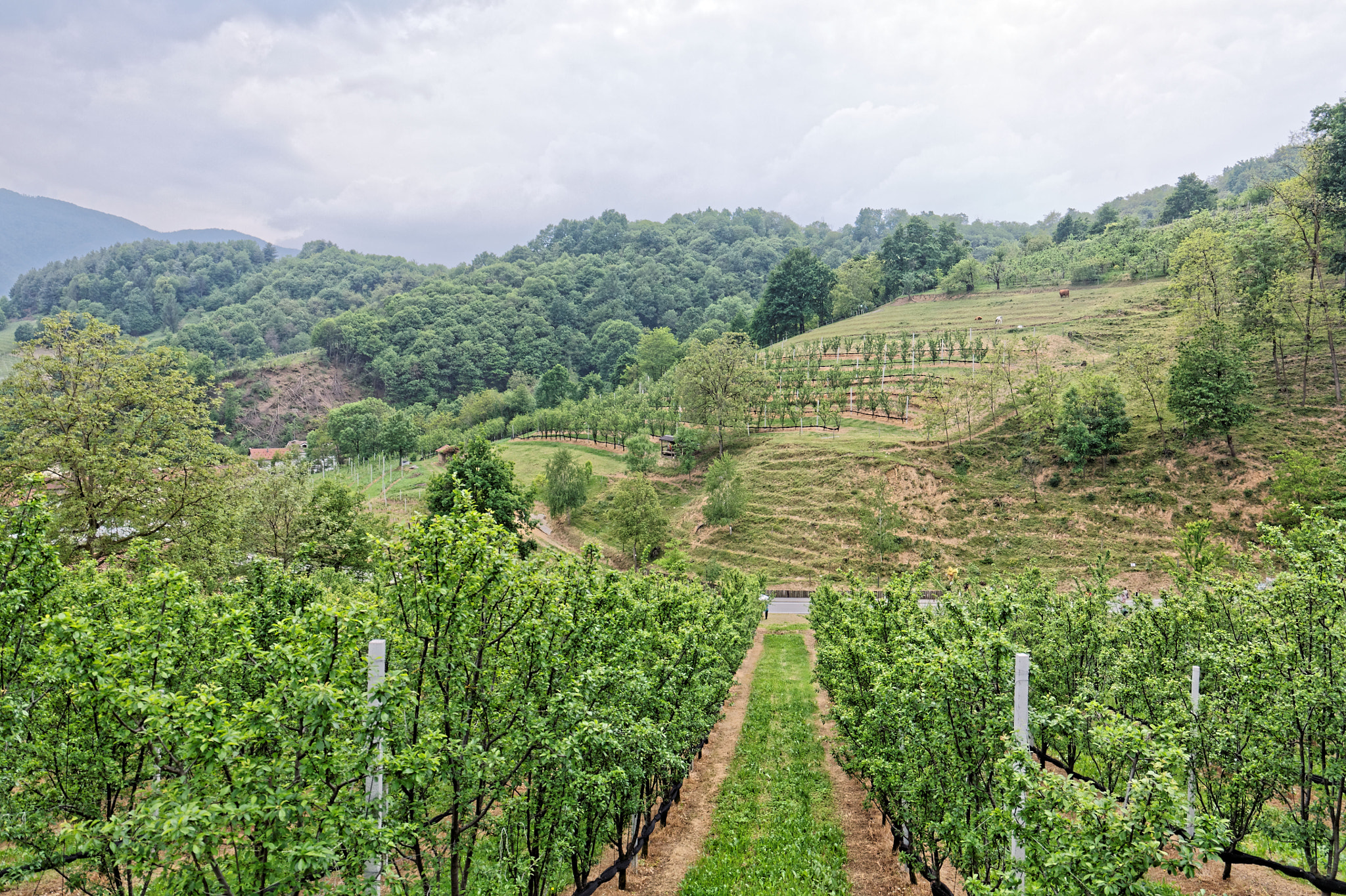 Canon EF 24-105mm F3.5-5.6 IS STM sample photo. Vineyard  photography