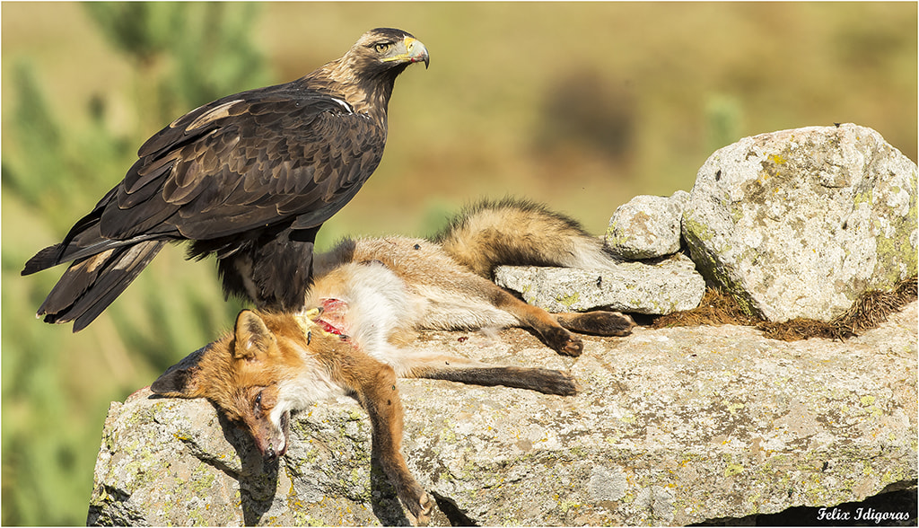Canon EOS-1D X + Canon EF 500mm F4L IS USM sample photo. Disfrutando de su presa photography