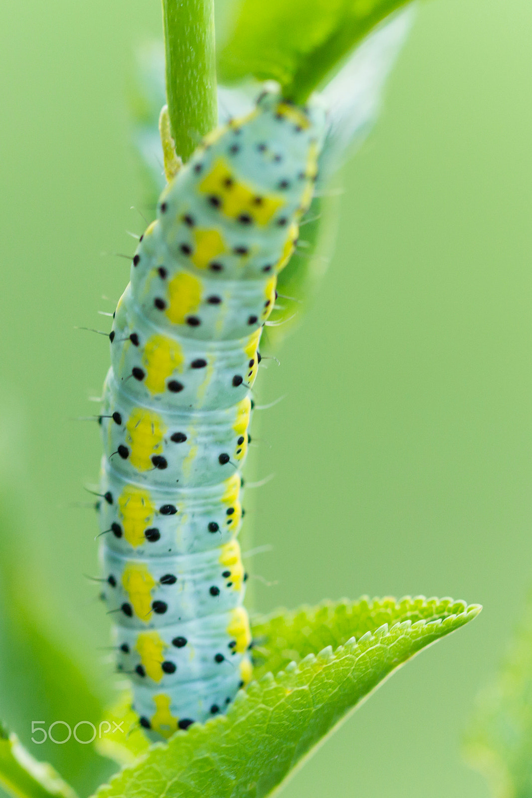 Canon EOS 550D (EOS Rebel T2i / EOS Kiss X4) + Canon EF 100mm F2.8 Macro USM sample photo. Caterpillar photography