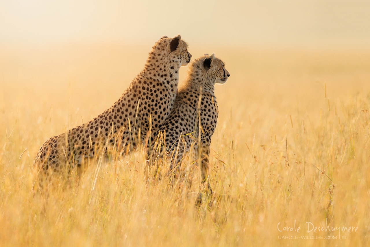 Canon EOS-1D Mark IV + Canon EF 500mm F4L IS USM sample photo. Can you imagine a world without cheetahs? photography