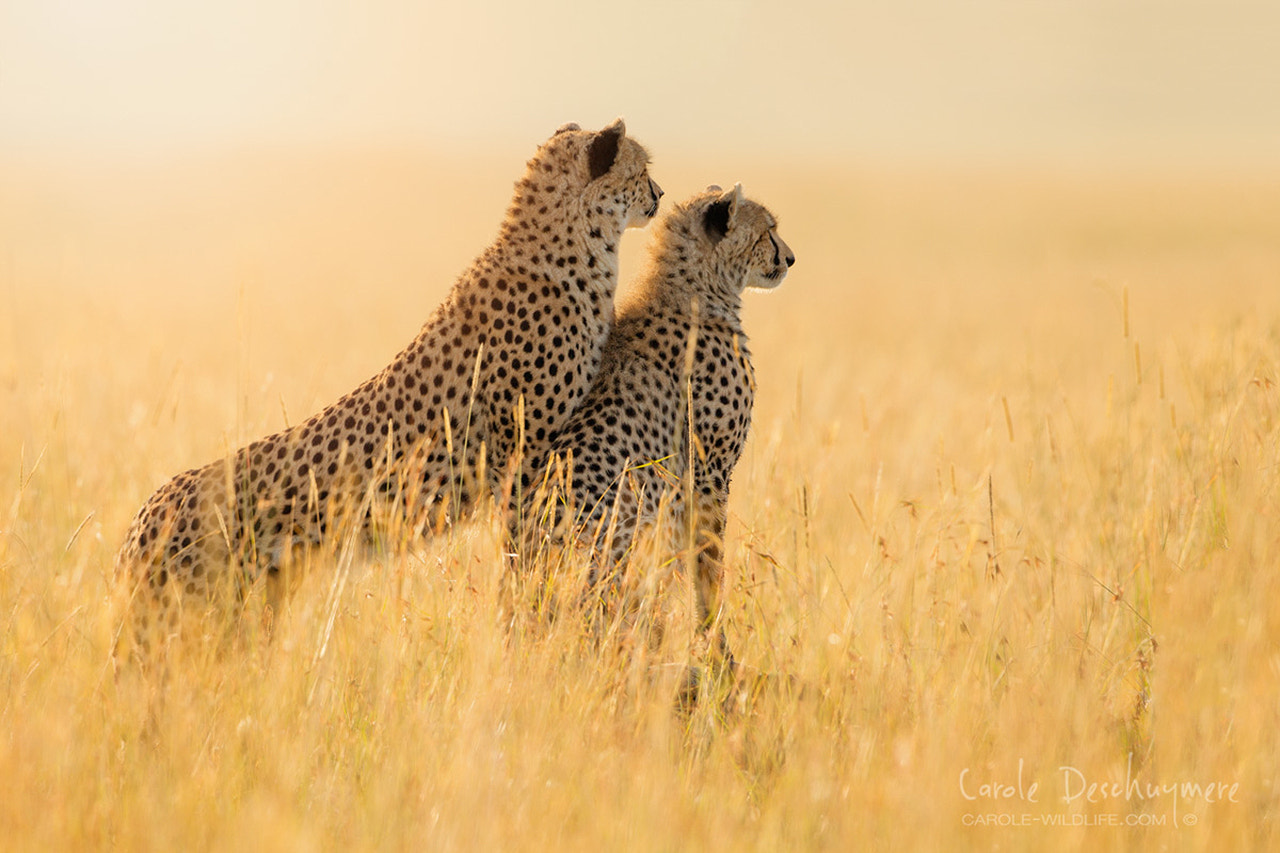Canon EF 500mm F4L IS USM sample photo. Can you imagine a world without cheetahs? photography