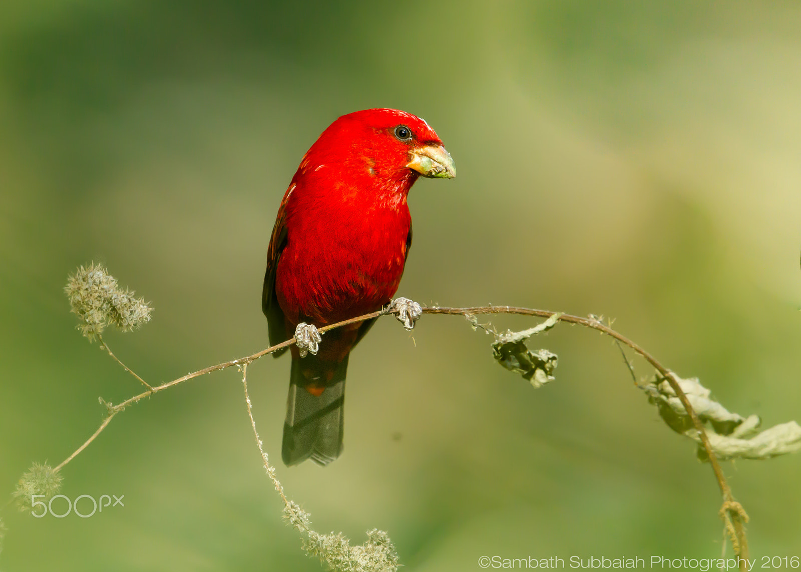 Canon EF 500mm F4L IS II USM sample photo. Scarlet finch from himalayas photography