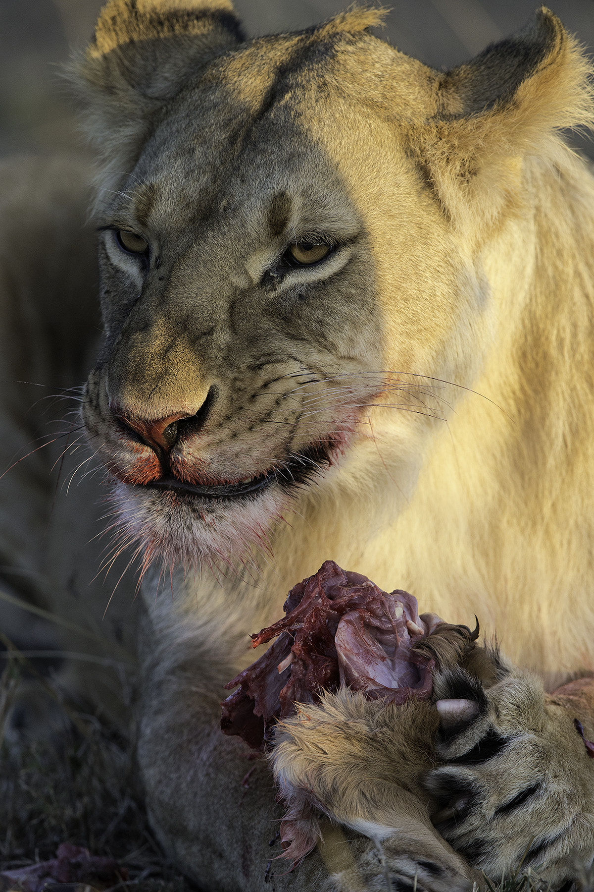 Canon EF 600mm F4L IS II USM sample photo. Meal time photography