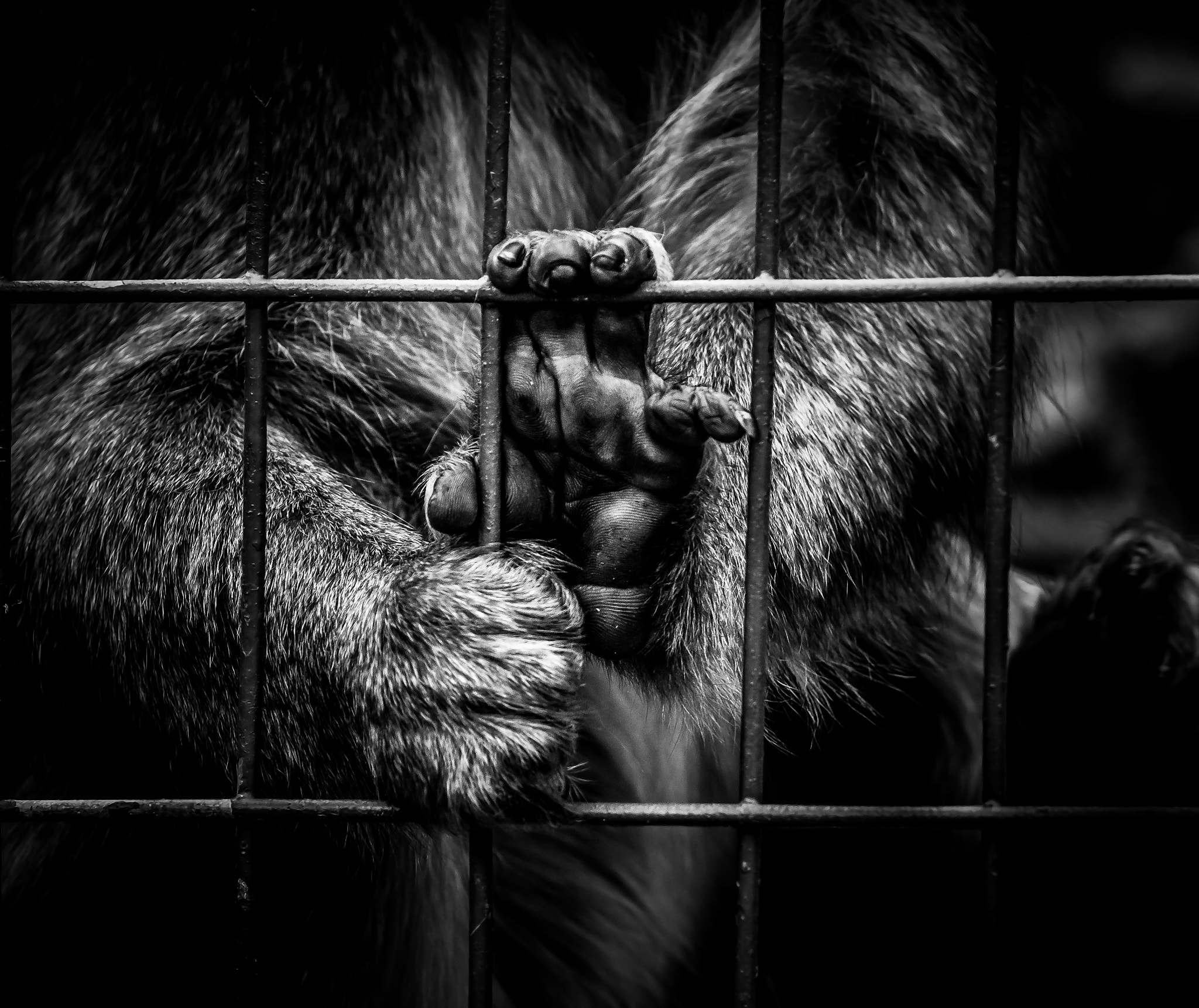 Olympus OM-D E-M5 sample photo. Captivity photography