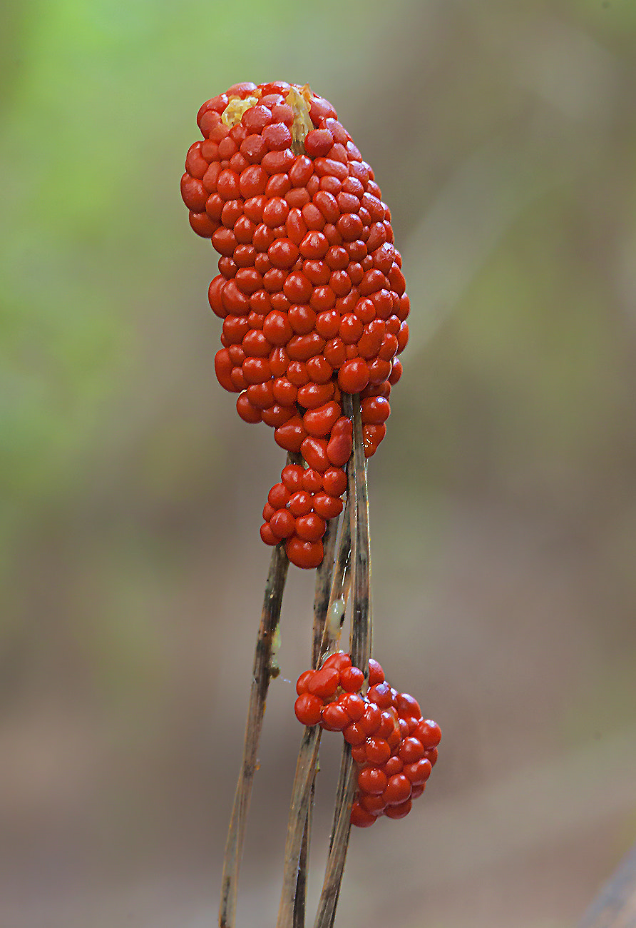 Canon EOS 50D + Tamron SP AF 90mm F2.8 Di Macro sample photo. PequeÑas joyas photography