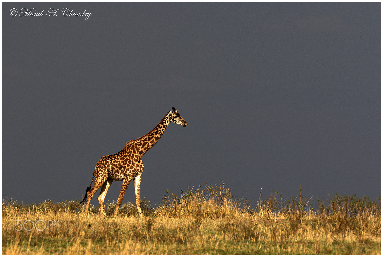 Canon EOS 7D Mark II + Canon EF 200-400mm F4L IS USM Extender 1.4x sample photo. Giant in a storm! photography