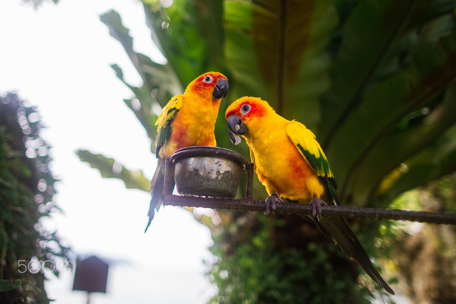 Canon EF 24mm F1.4L II USM sample photo. Love birds photography