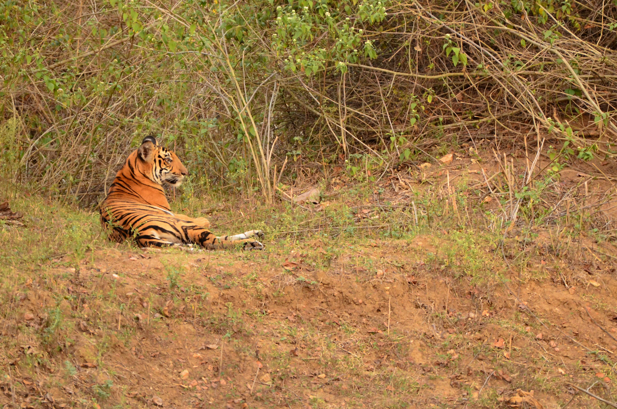 Nikon AF-S Nikkor 200-500mm F5.6E ED VR sample photo. Jungle treasures  photography