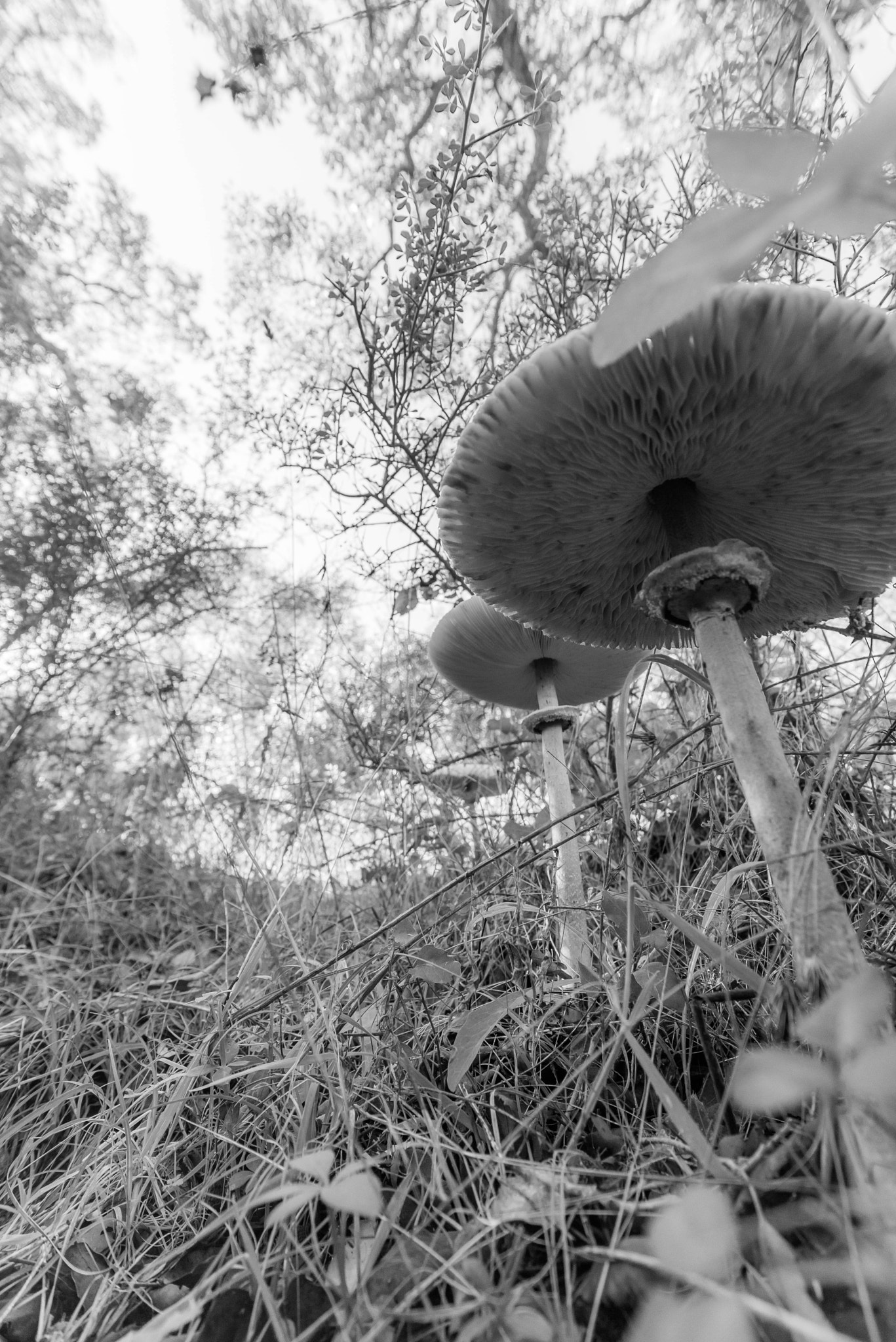 Nikon D750 + Sigma 17-35mm F2.8-4 EX DG  Aspherical HSM sample photo. The three magic mushrooms  photography