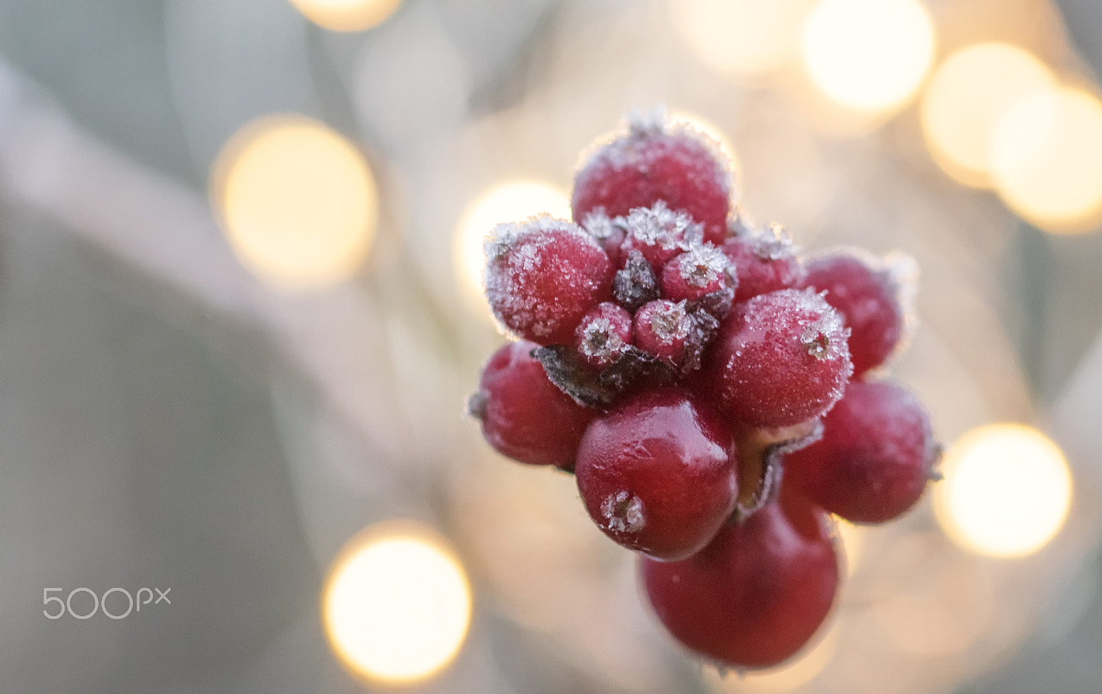 Sigma 105mm F2.8 EX DG OS HSM sample photo. Honeysuckle berries frost photography