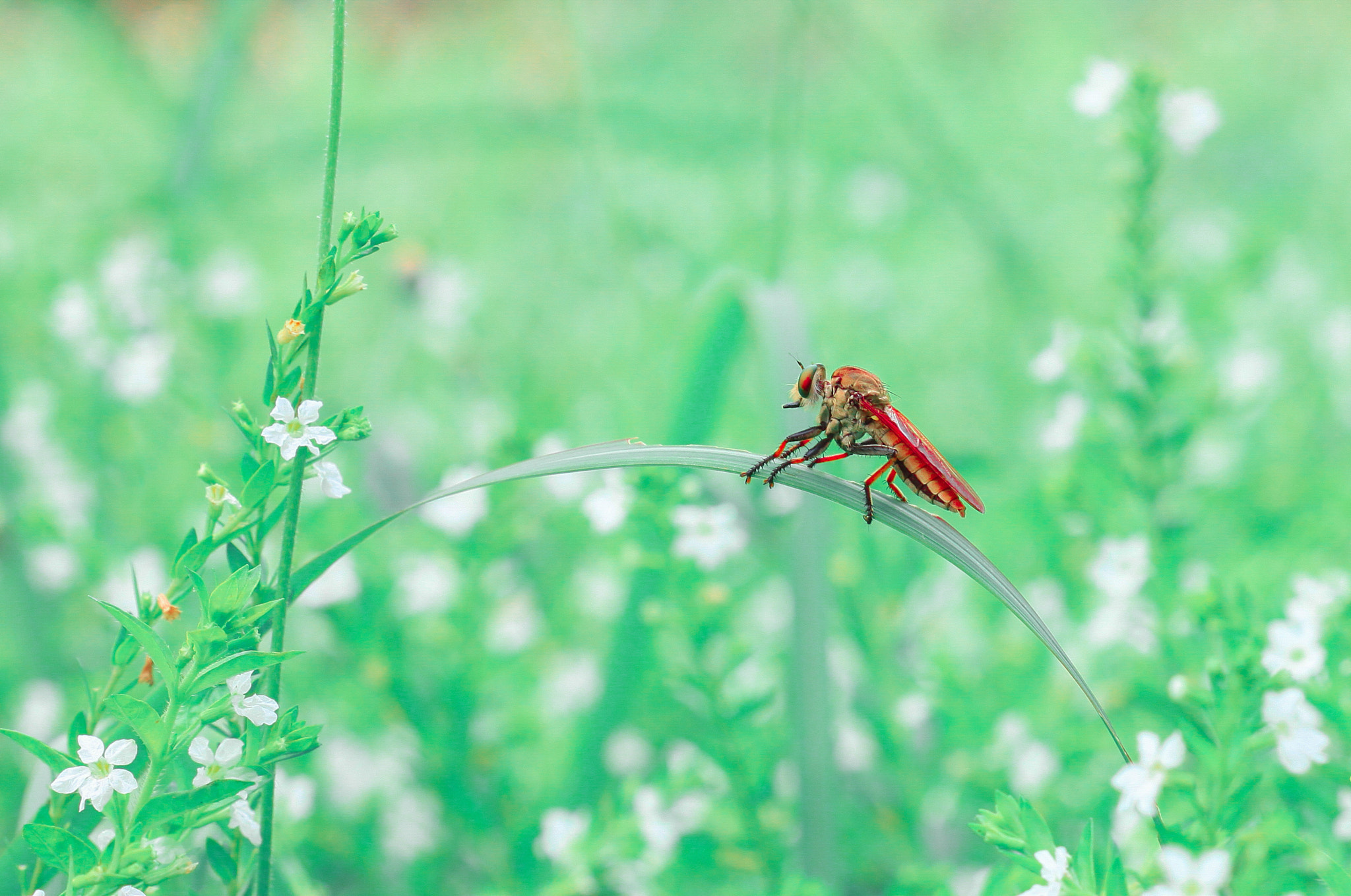 Canon EOS 50D + Canon EF 100mm F2.8 Macro USM sample photo. Wild macro 2 photography